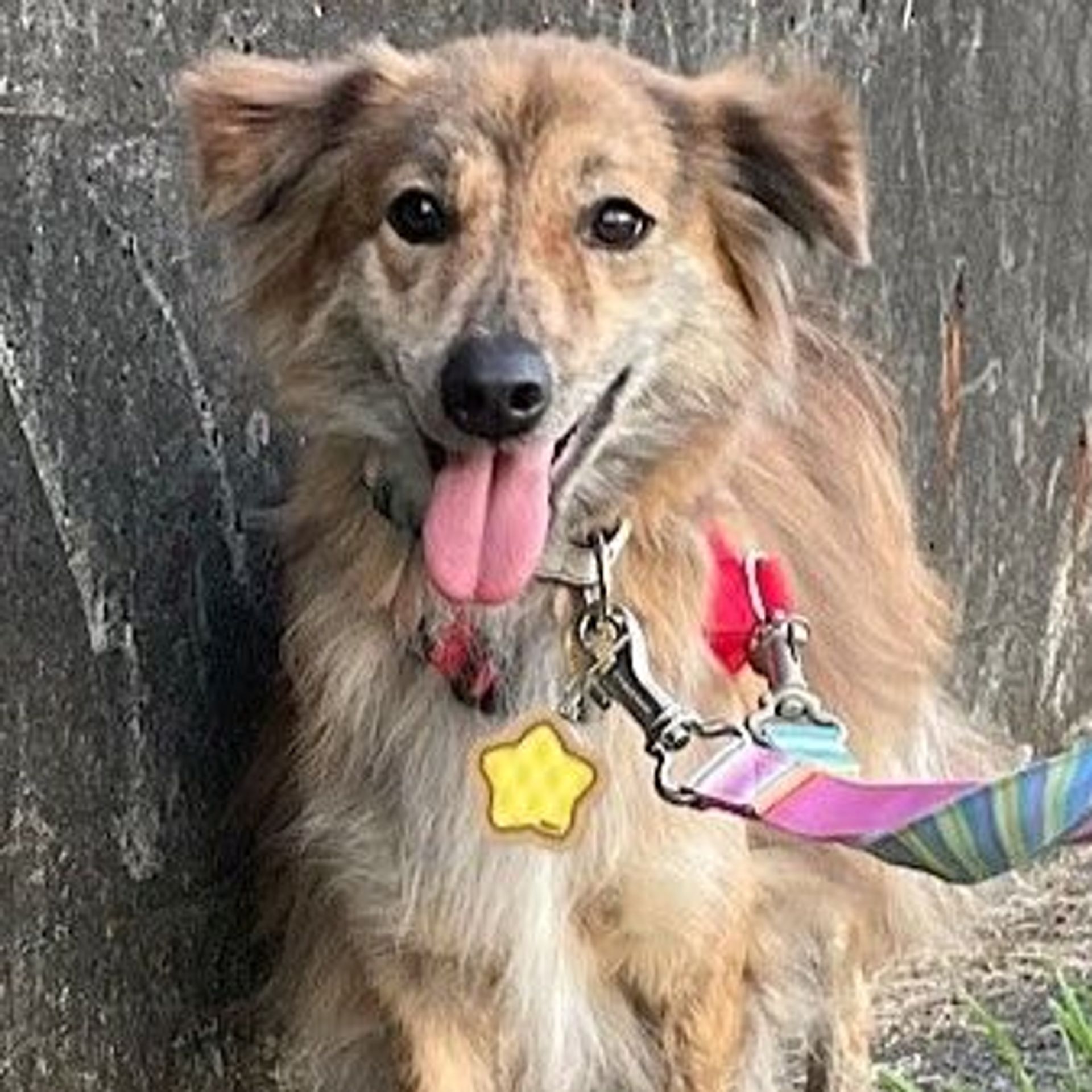 雑種（ミックス犬）・オスの里親募集の写真