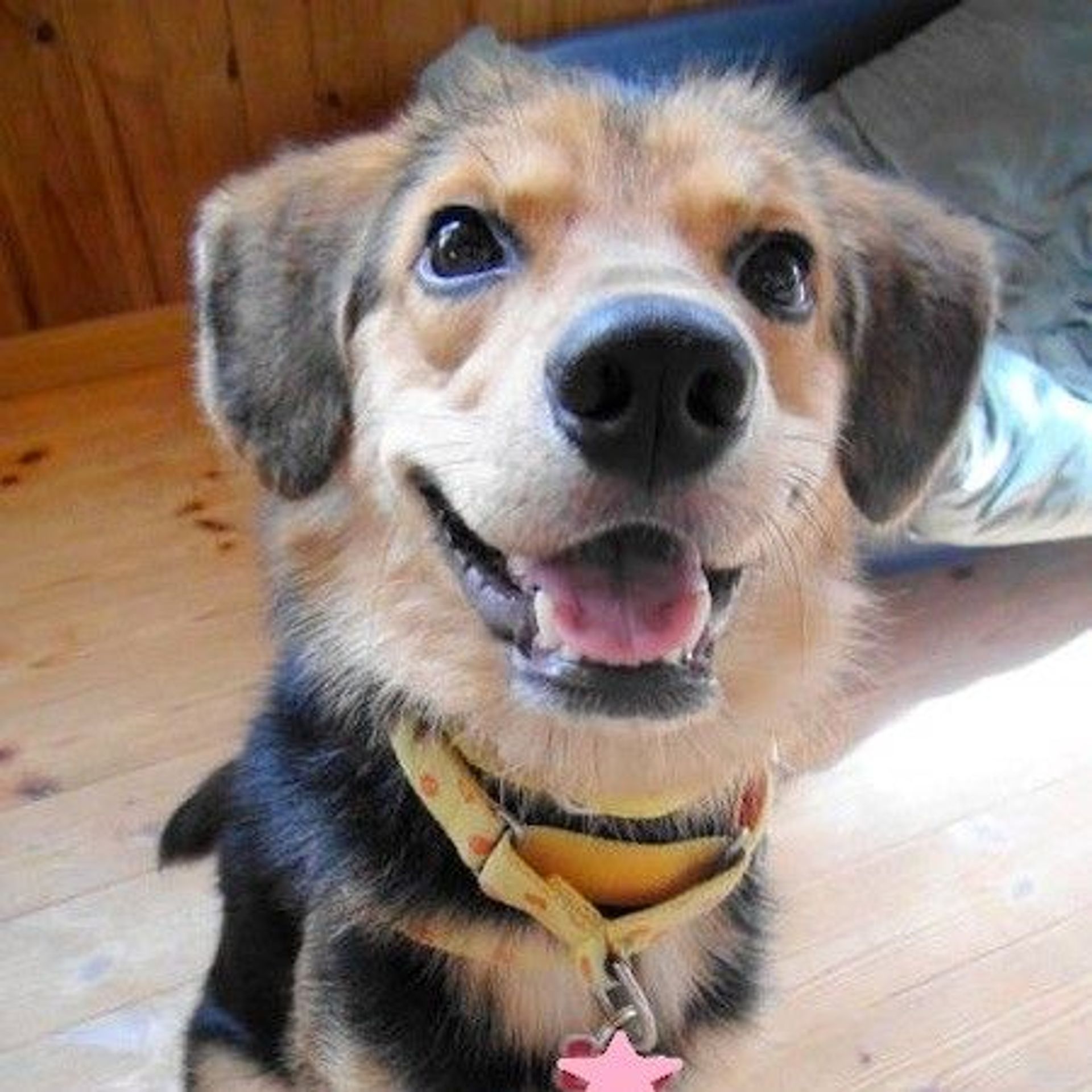 雑種（ミックス犬）・オスの里親募集の写真