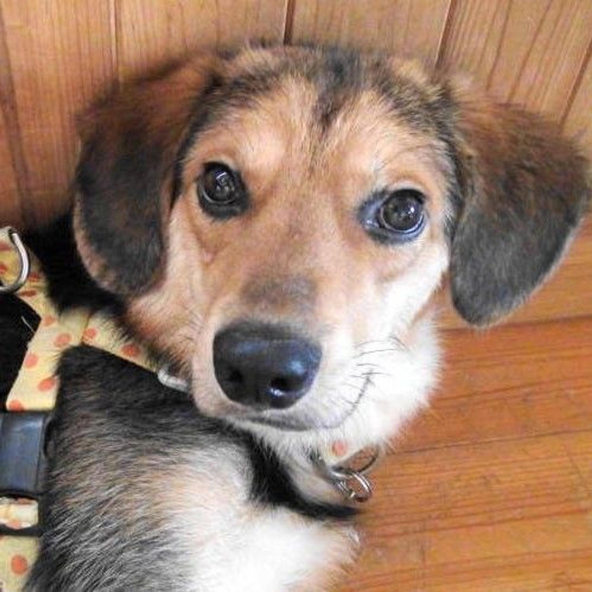 pet-image-2
