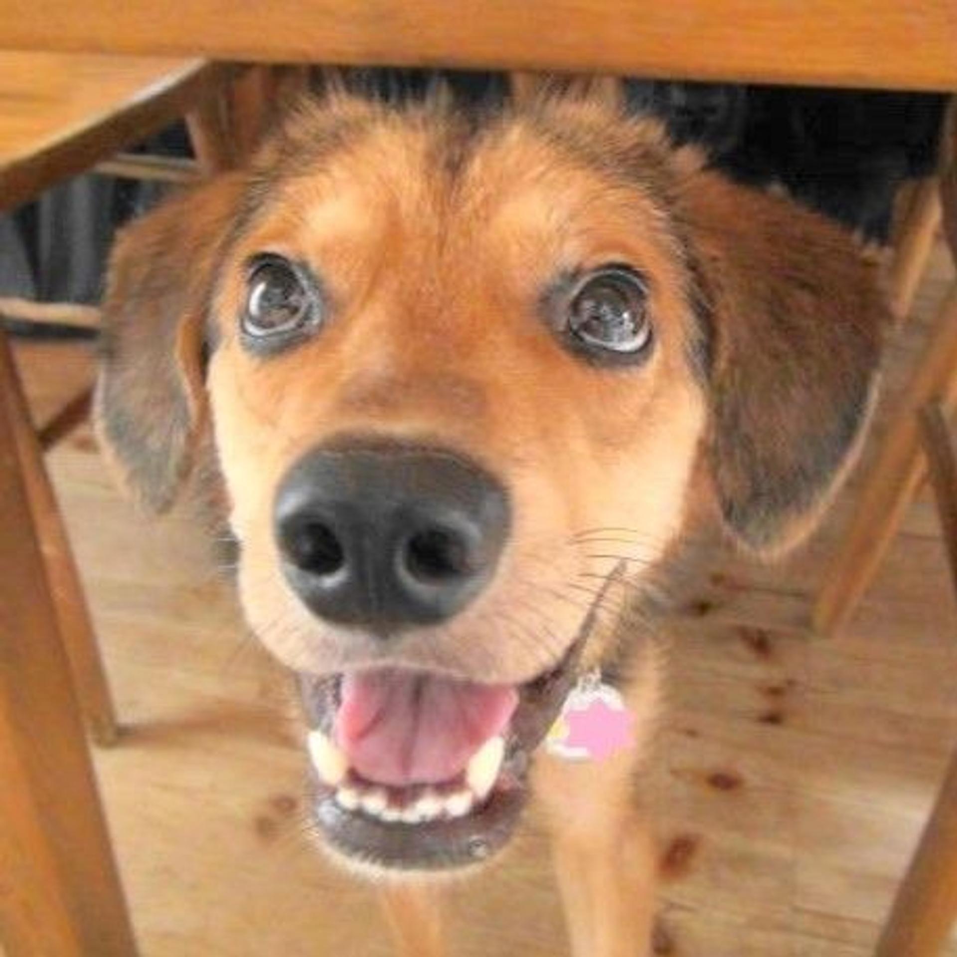 pet-image-3