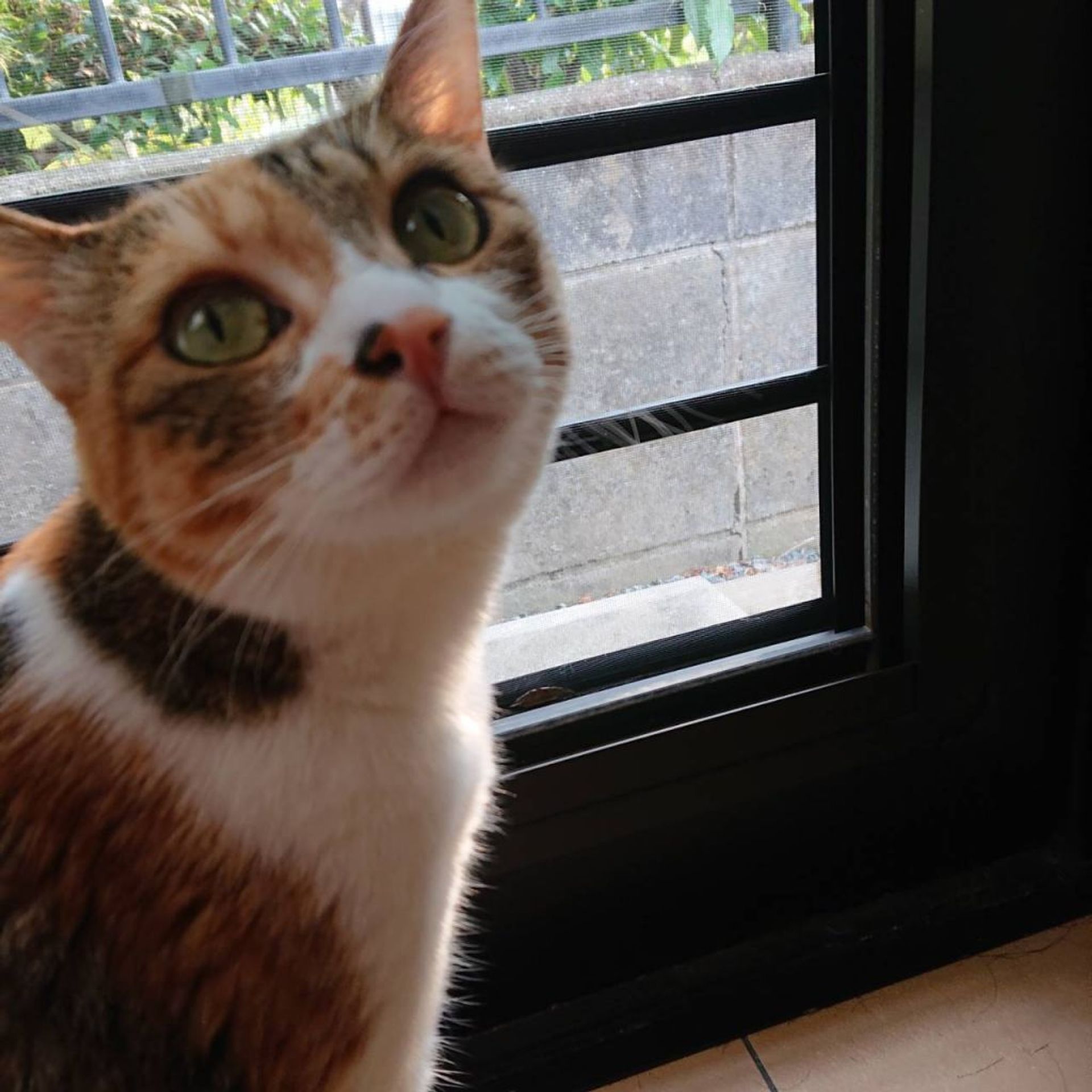雑種（ミックス猫）・メスの里親募集の写真