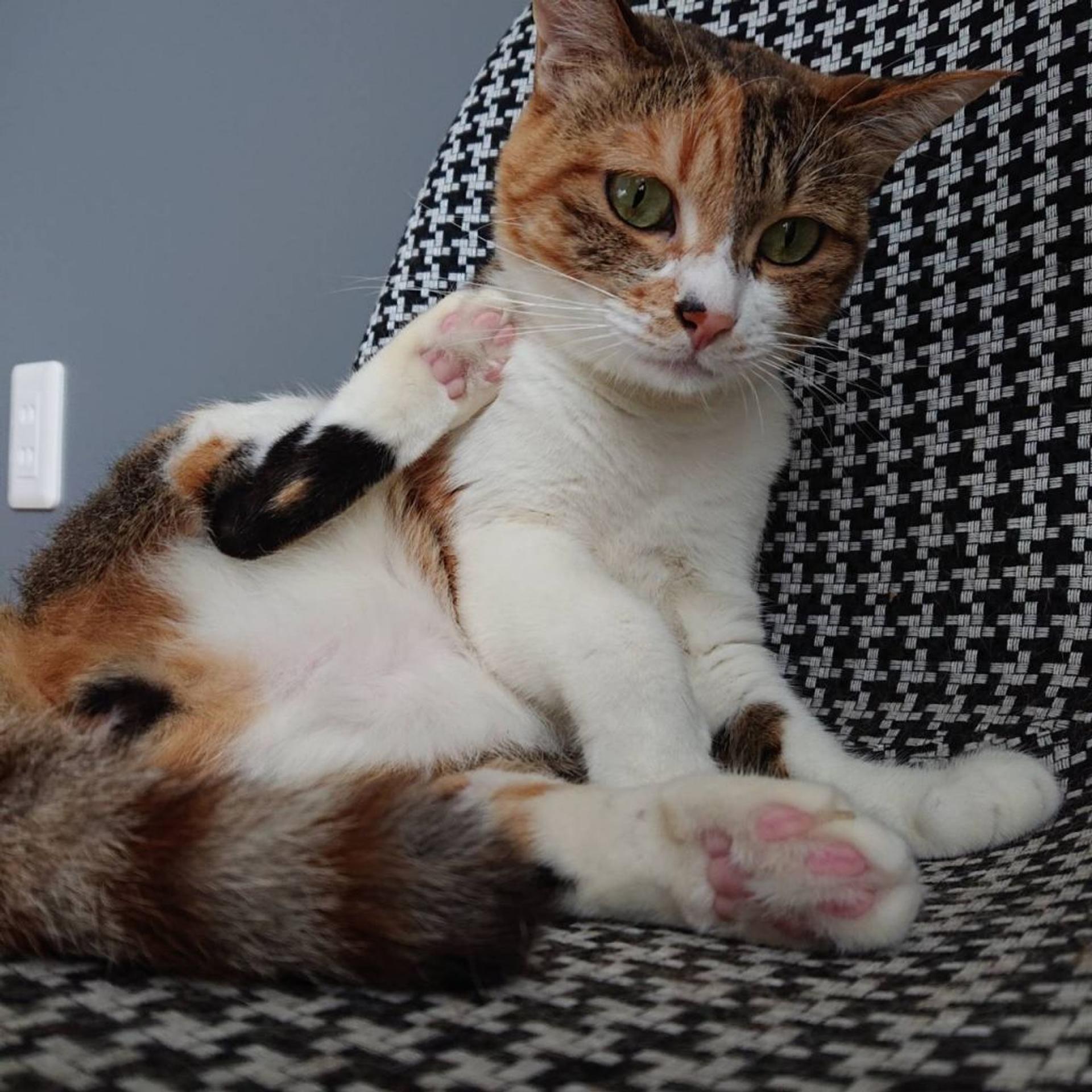 pet-image-2