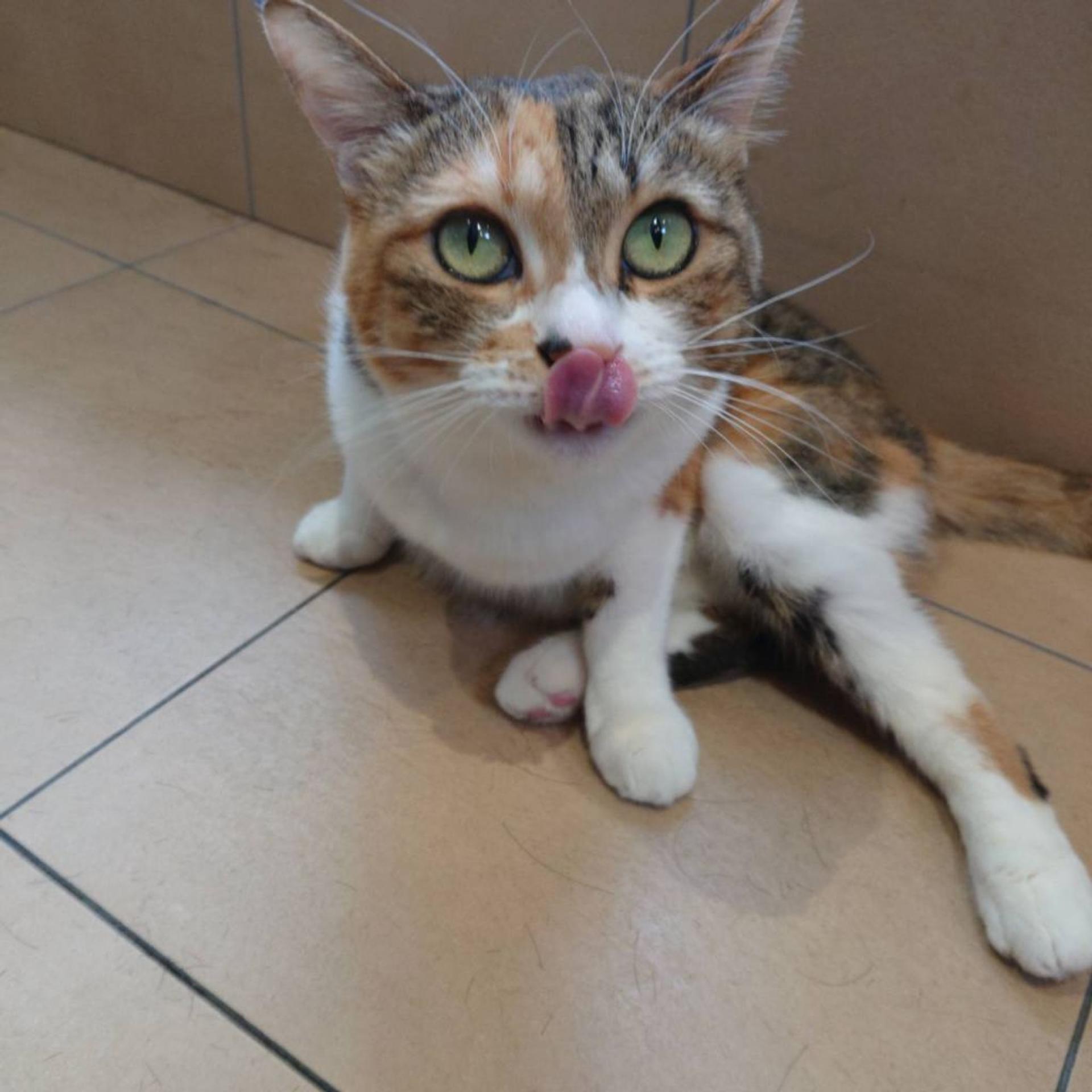 pet-image-3