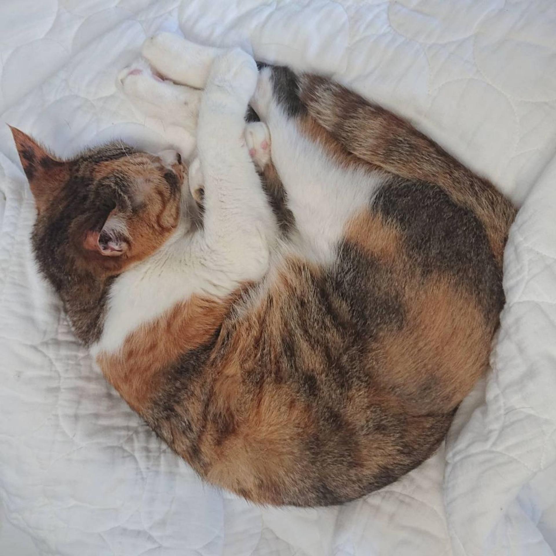 pet-image-5