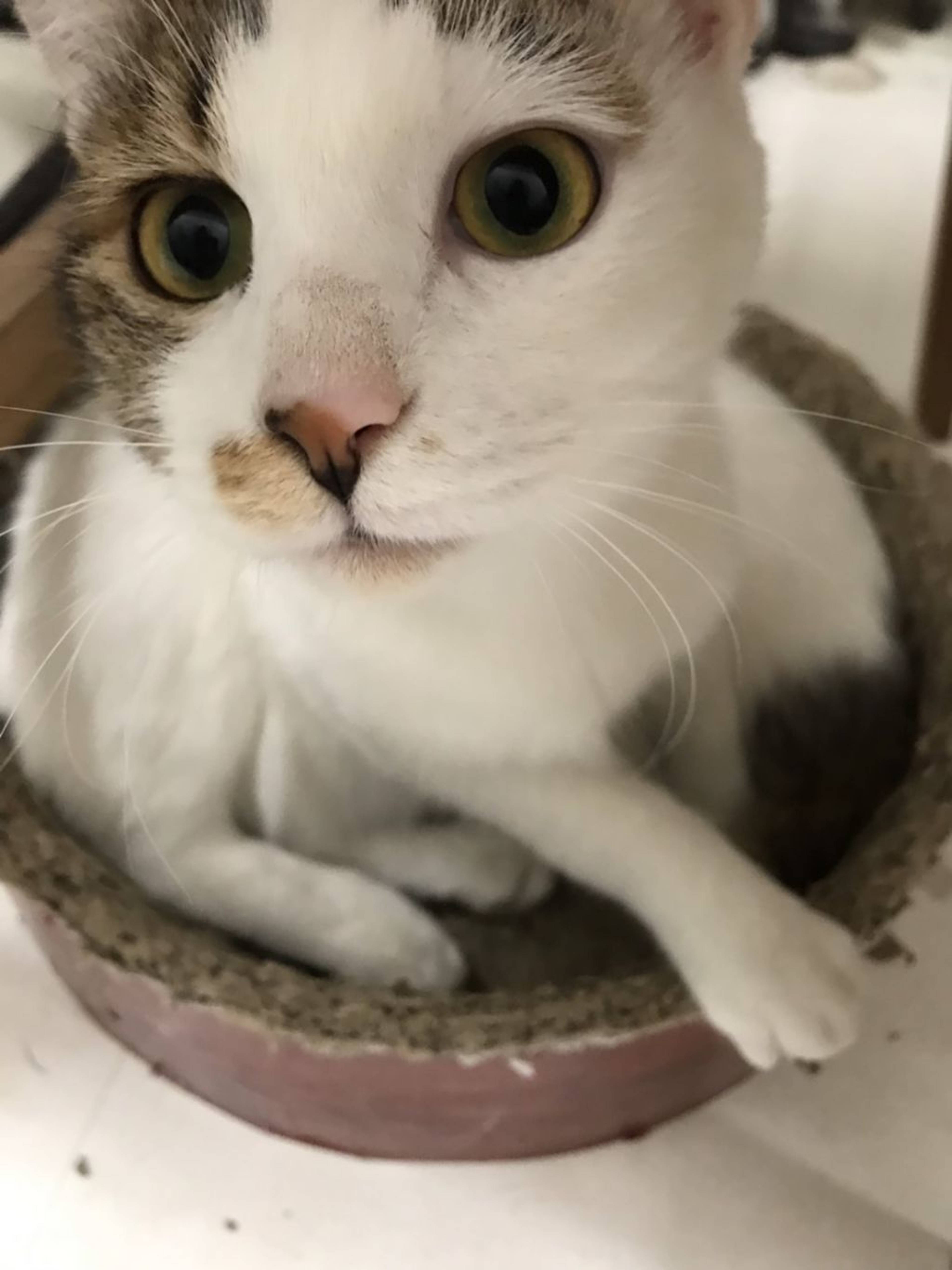 雑種（ミックス猫）・オスの里親募集の写真