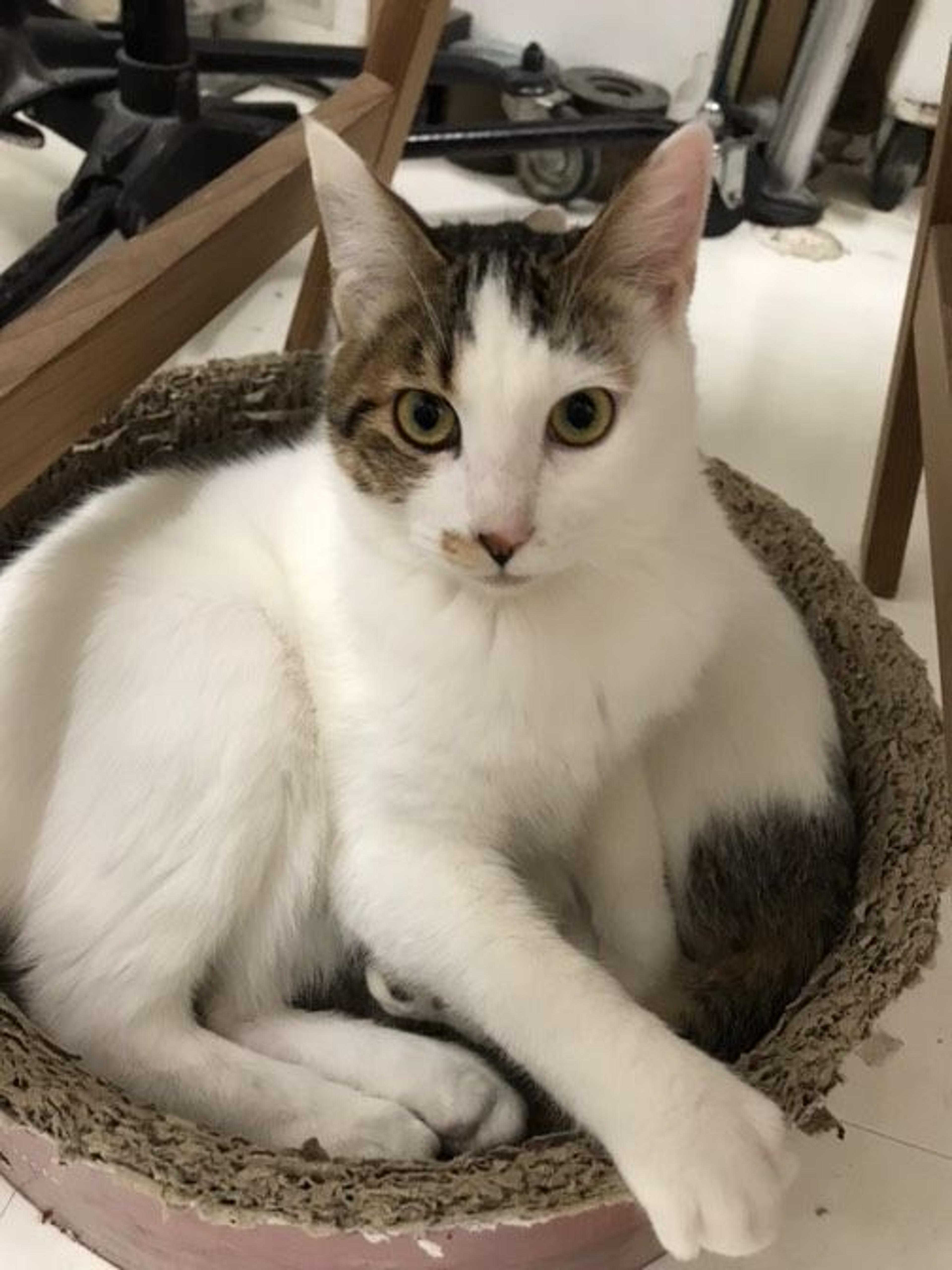 pet-image-2