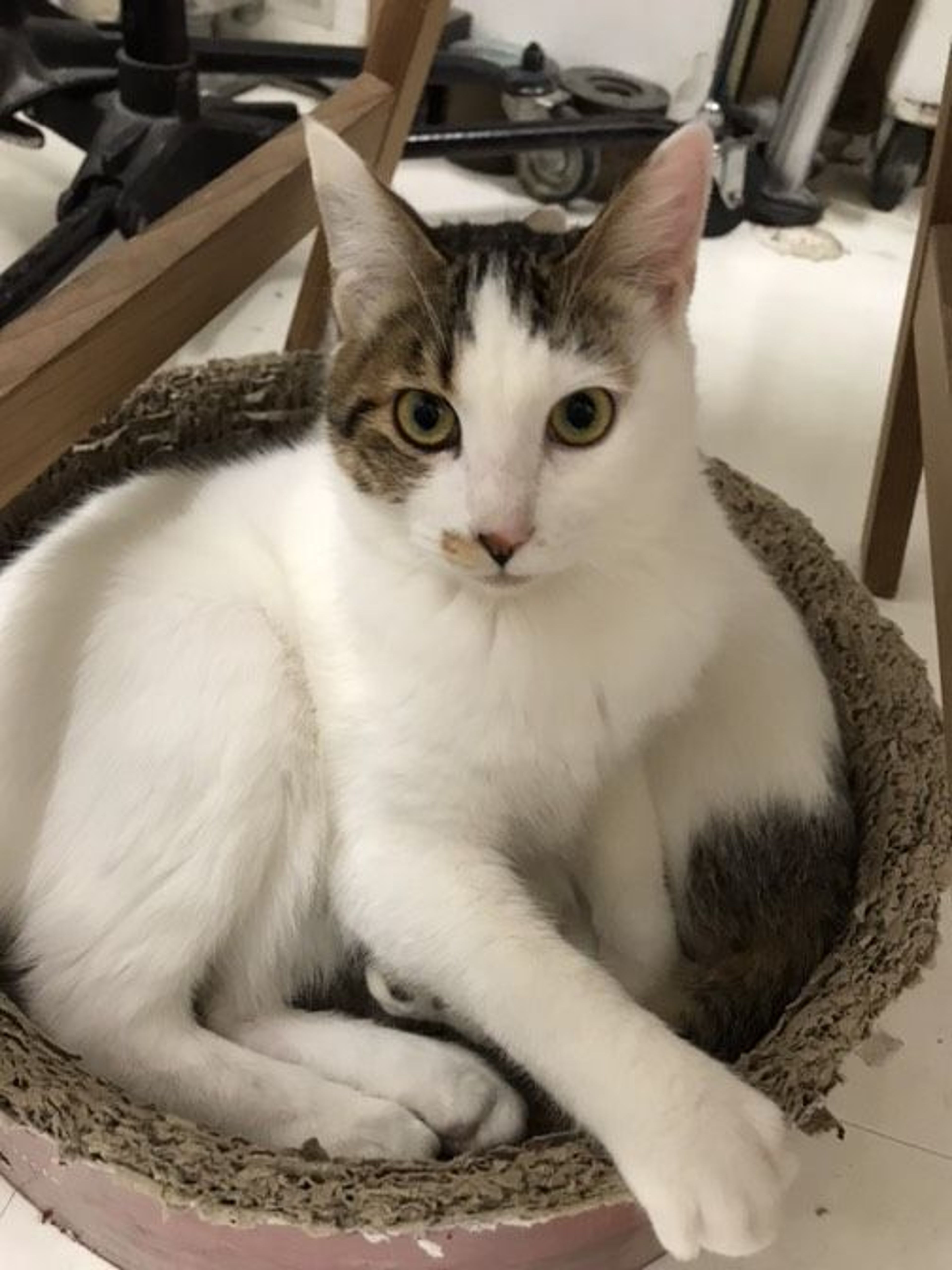 pet-image-2