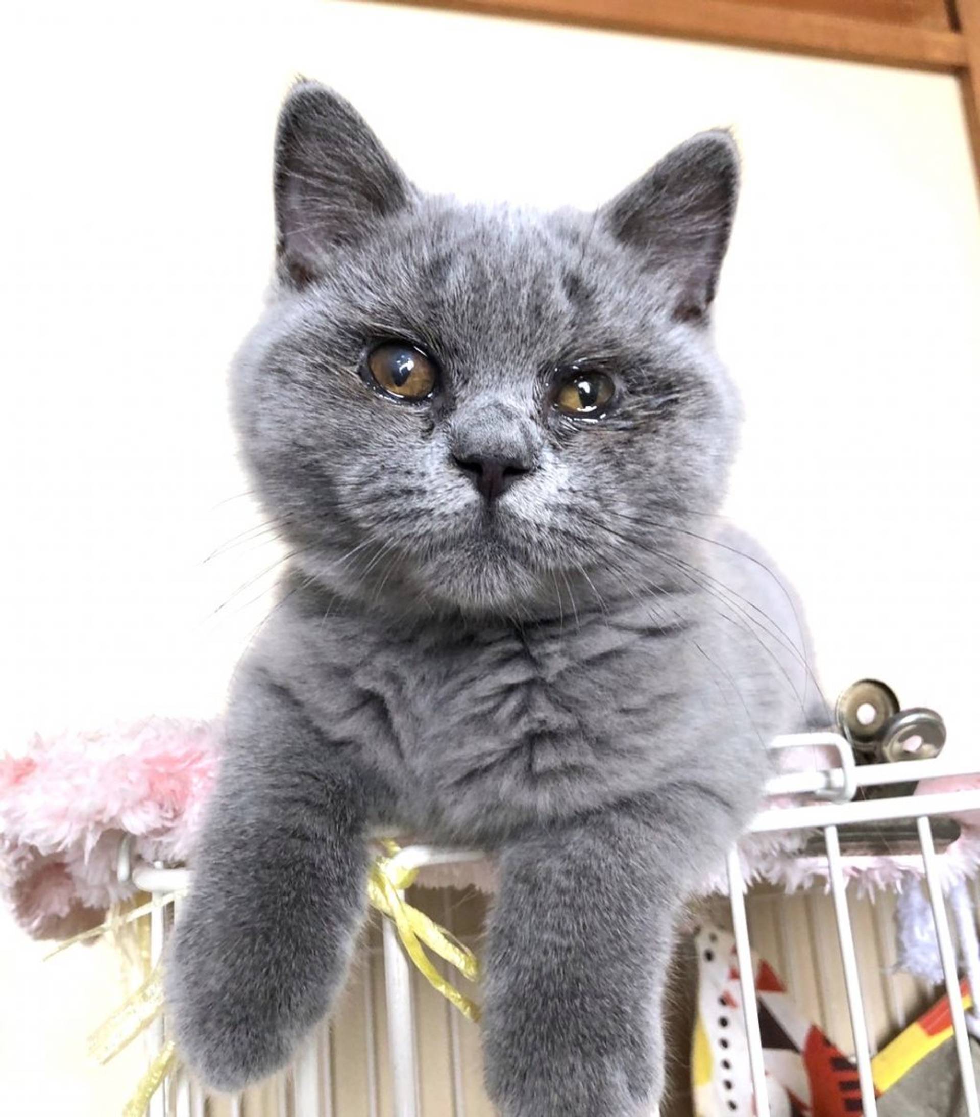 雑種（ミックス猫）・オスの里親募集の写真