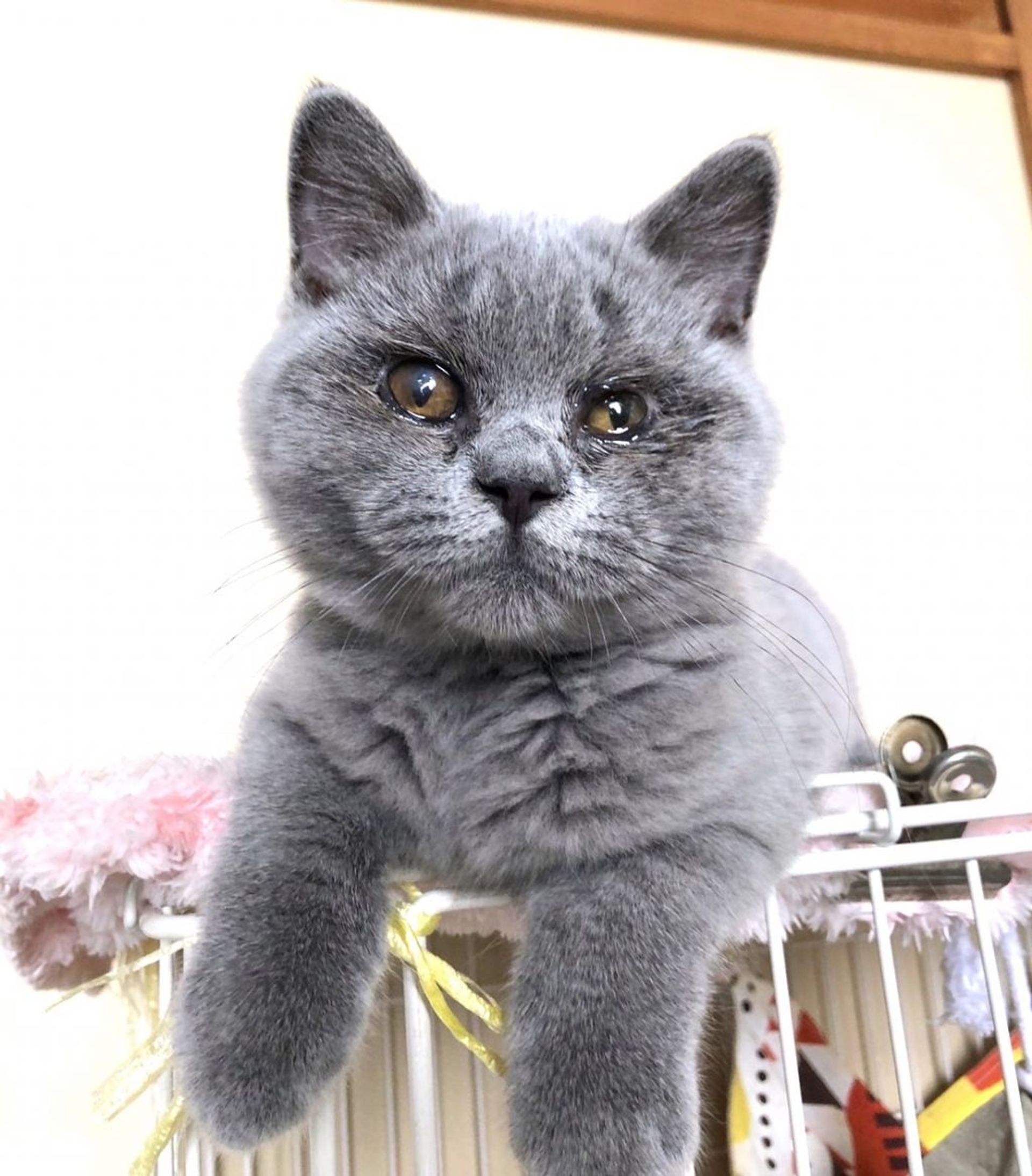 雑種（ミックス猫）・オスの里親募集の写真
