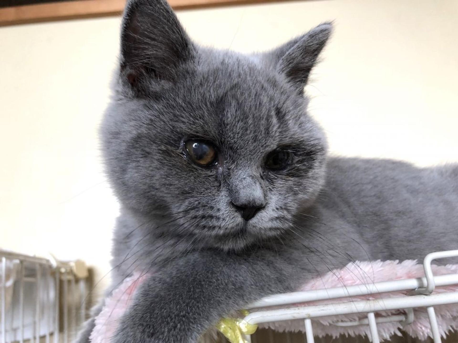 pet-image-3