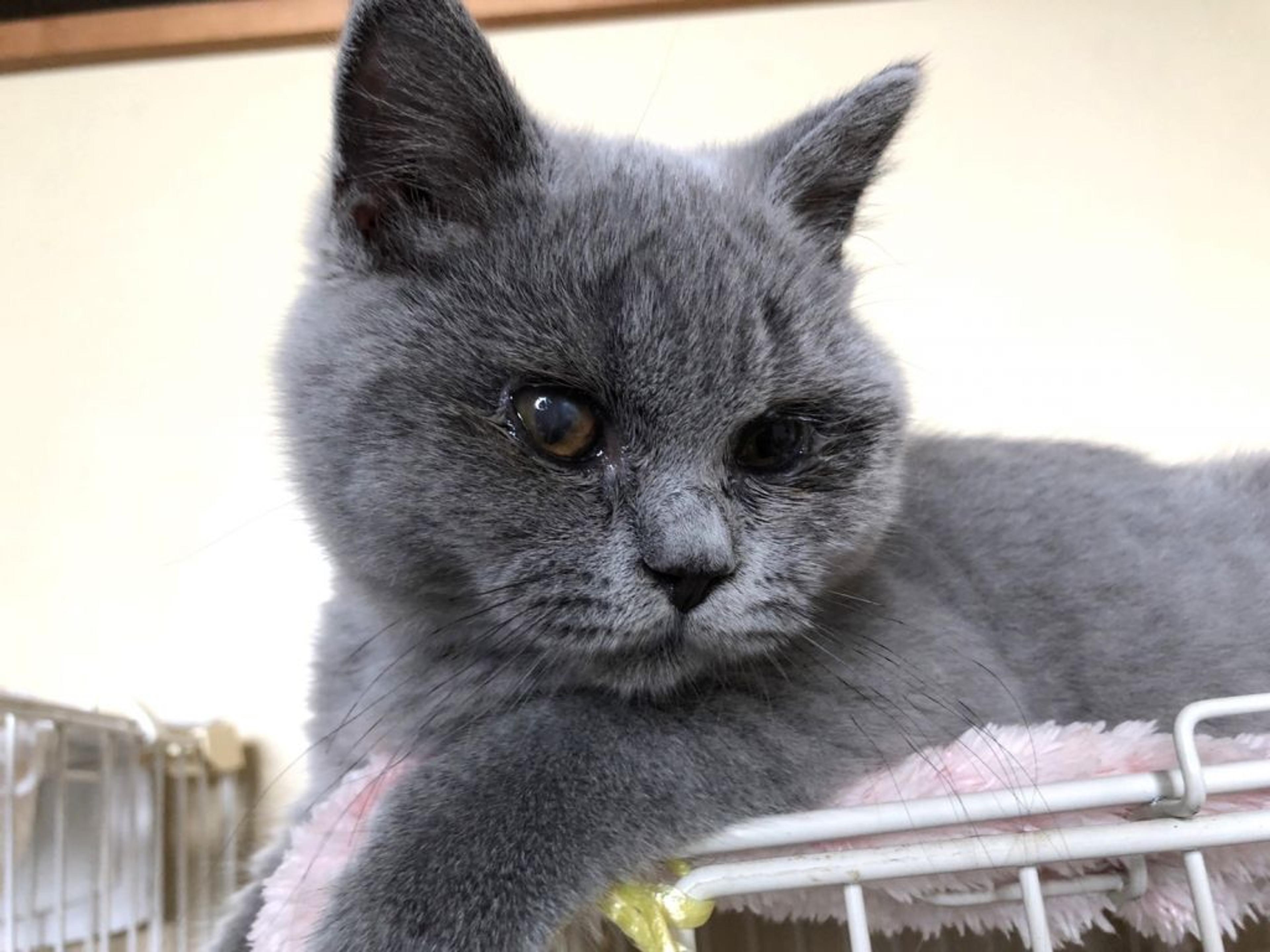 pet-image-3