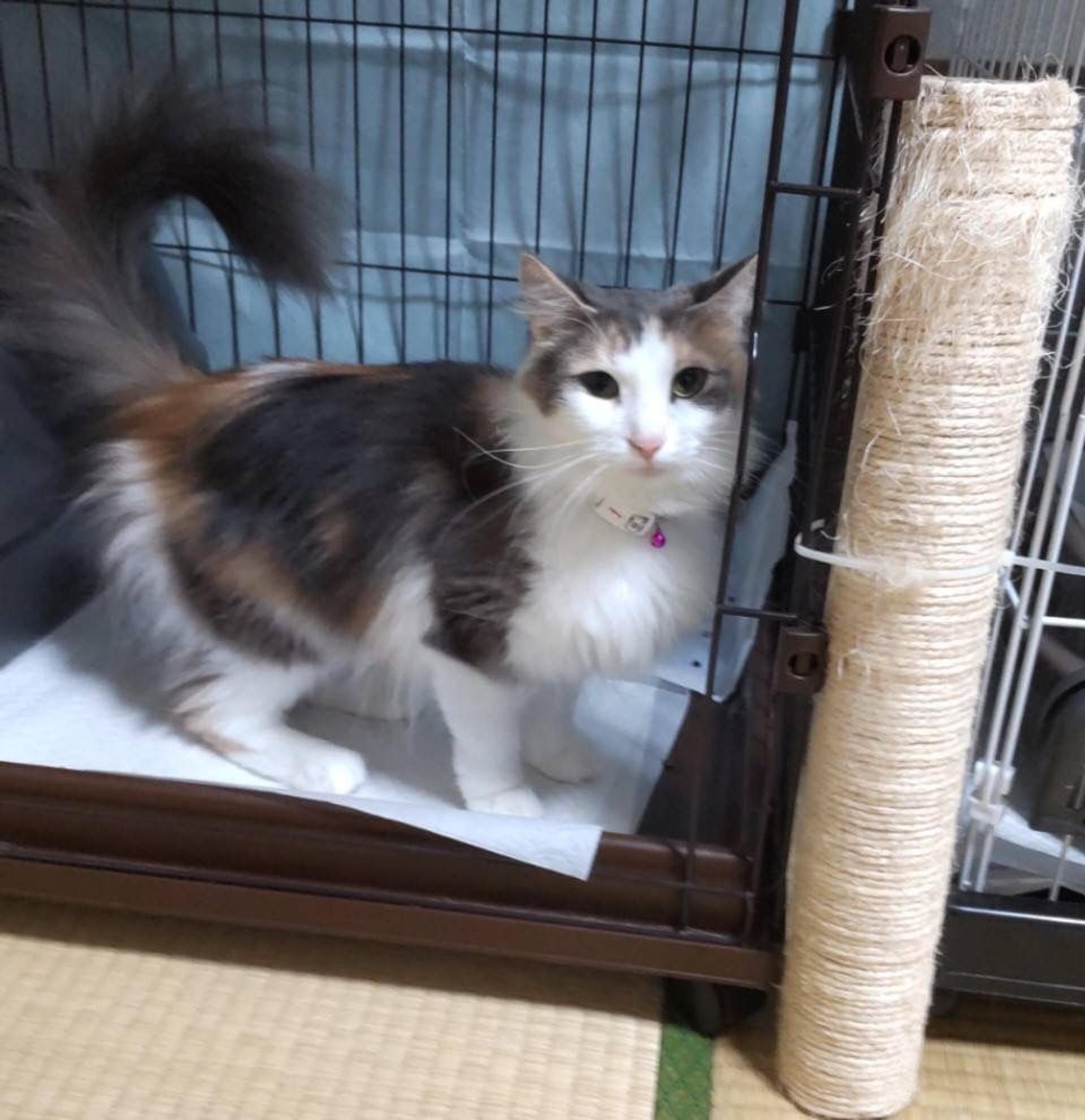 pet-image-2