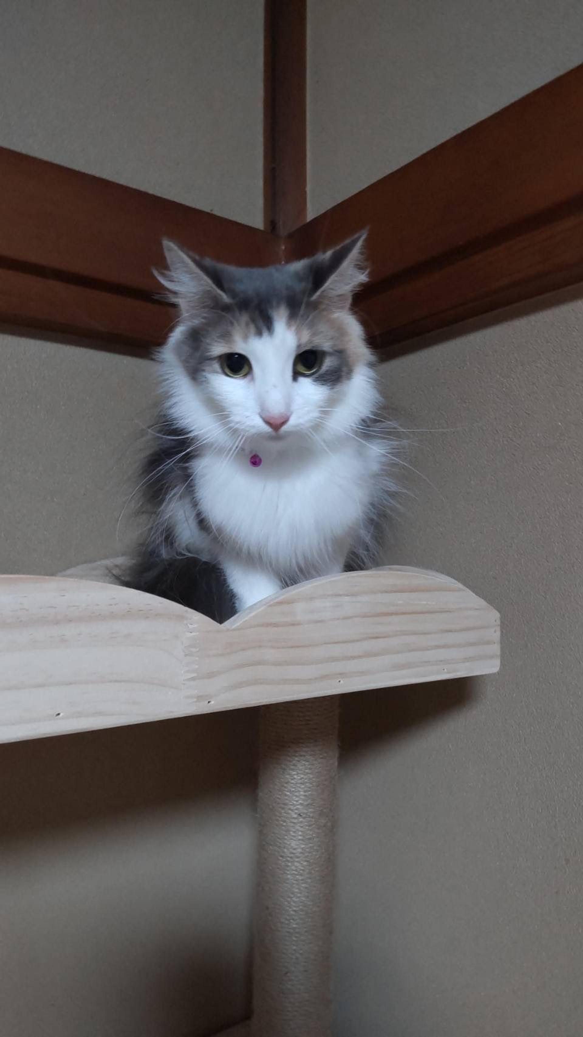 pet-image-4