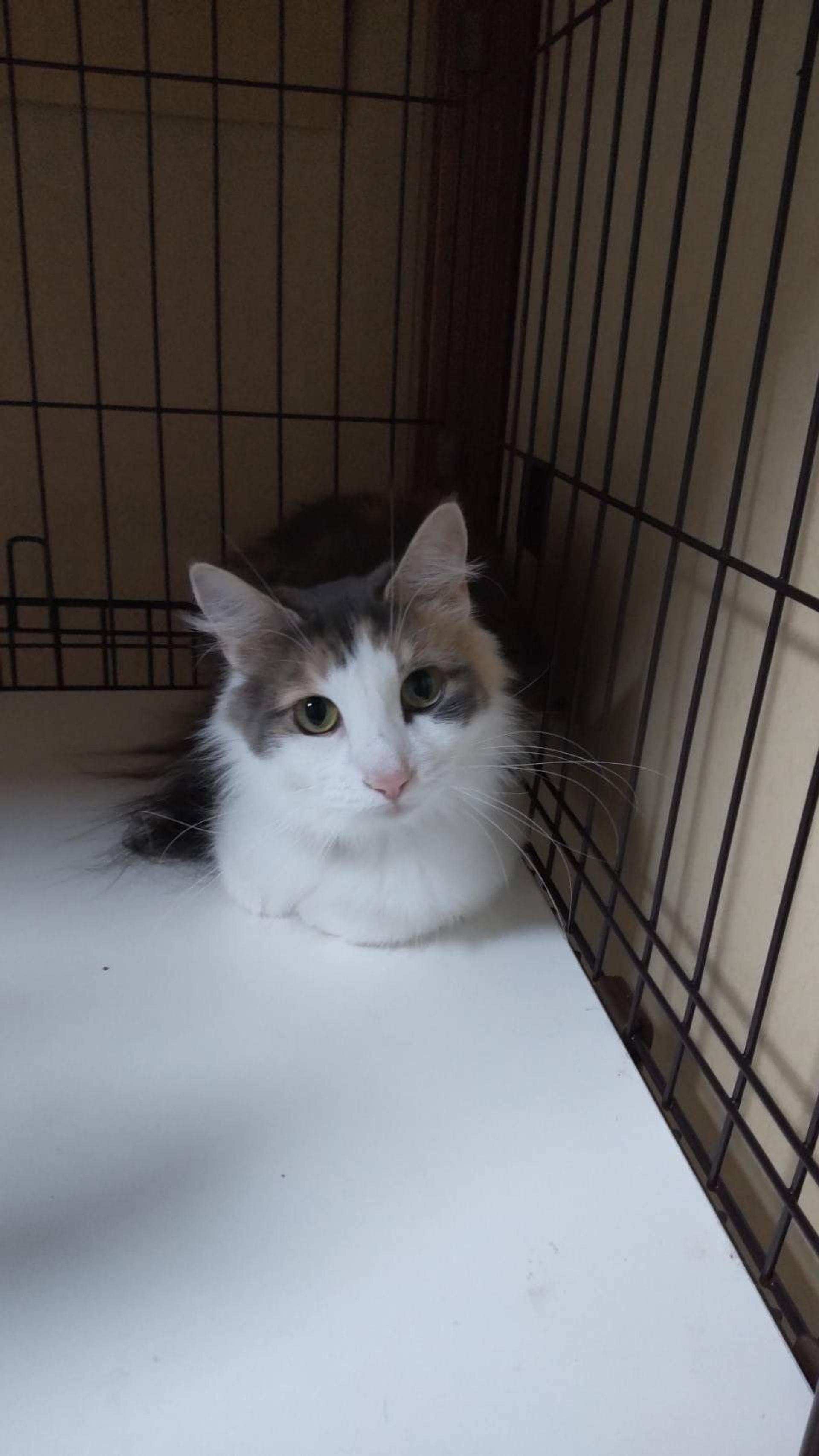 pet-image-5