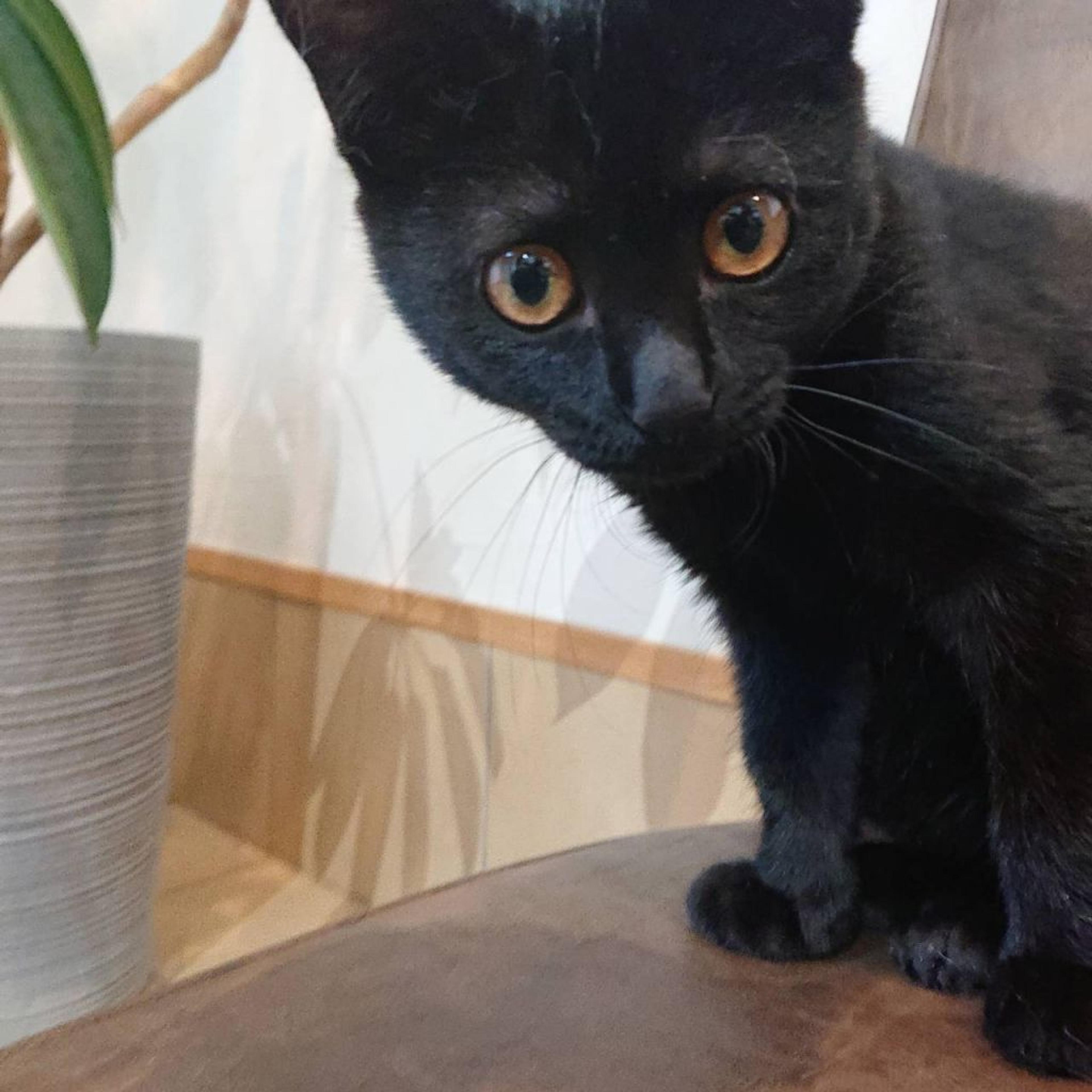 pet-image-2