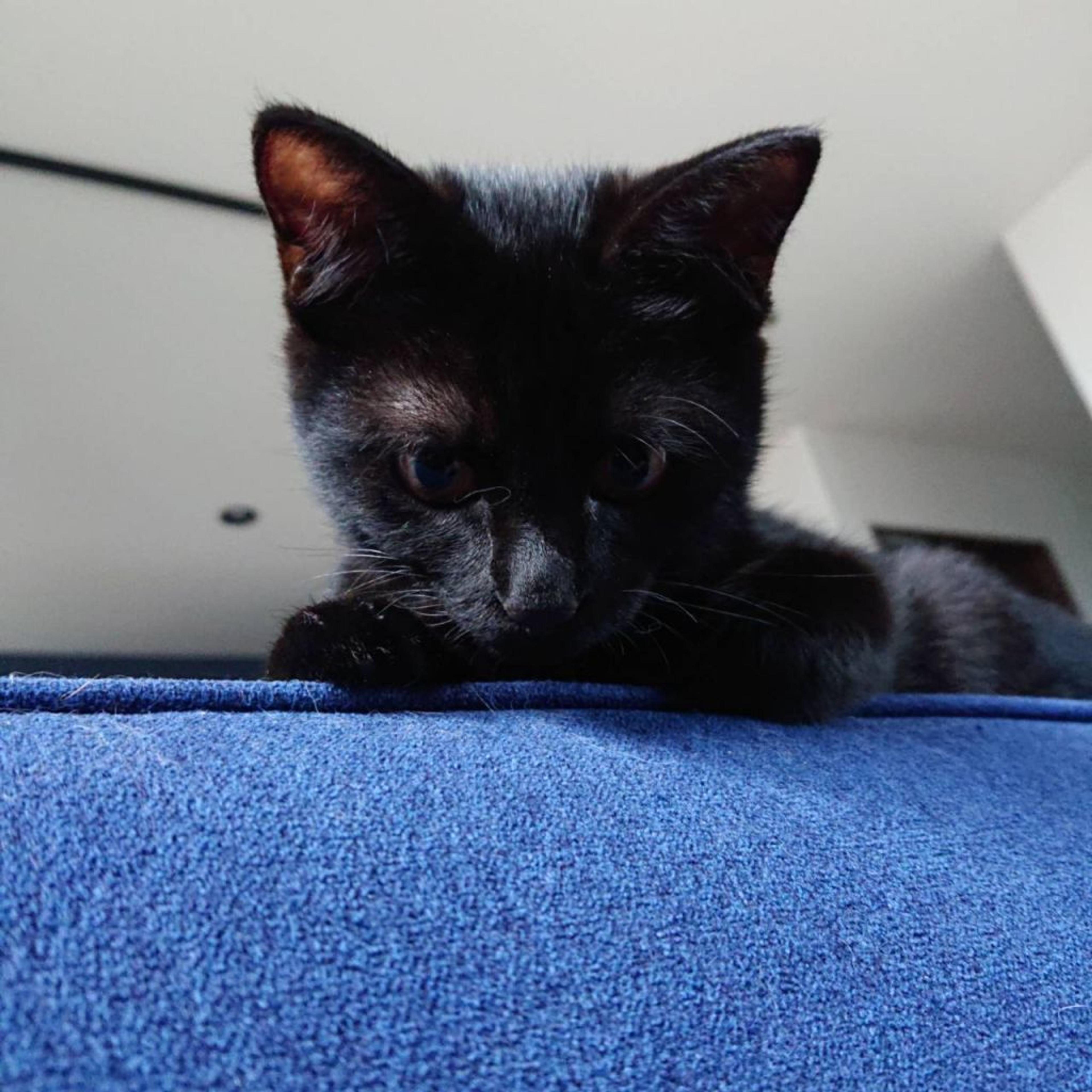pet-image-4