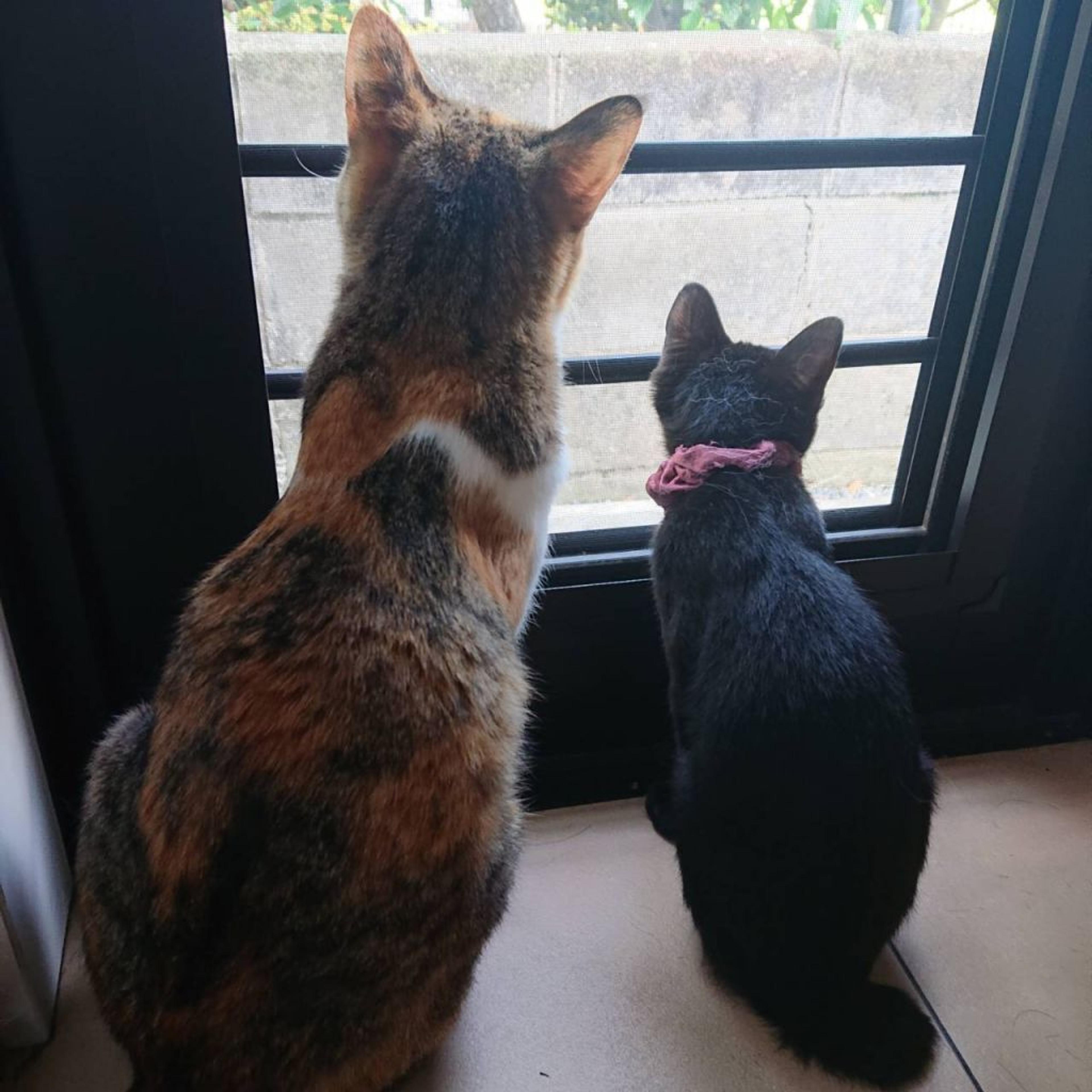 pet-image-5