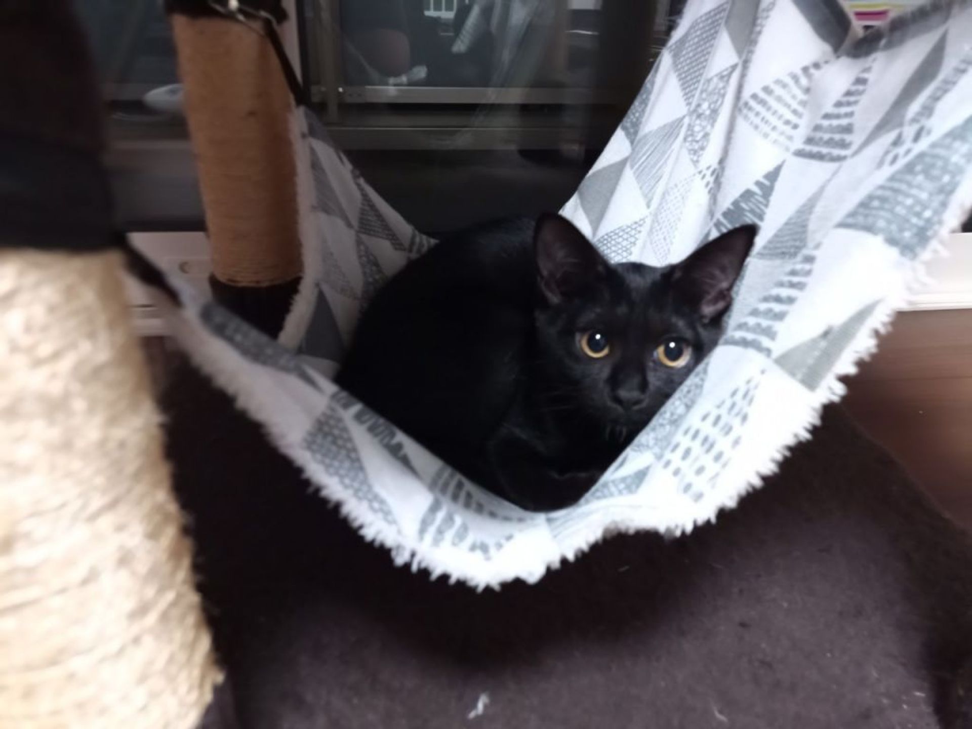 雑種（ミックス猫）・メスの里親募集の写真