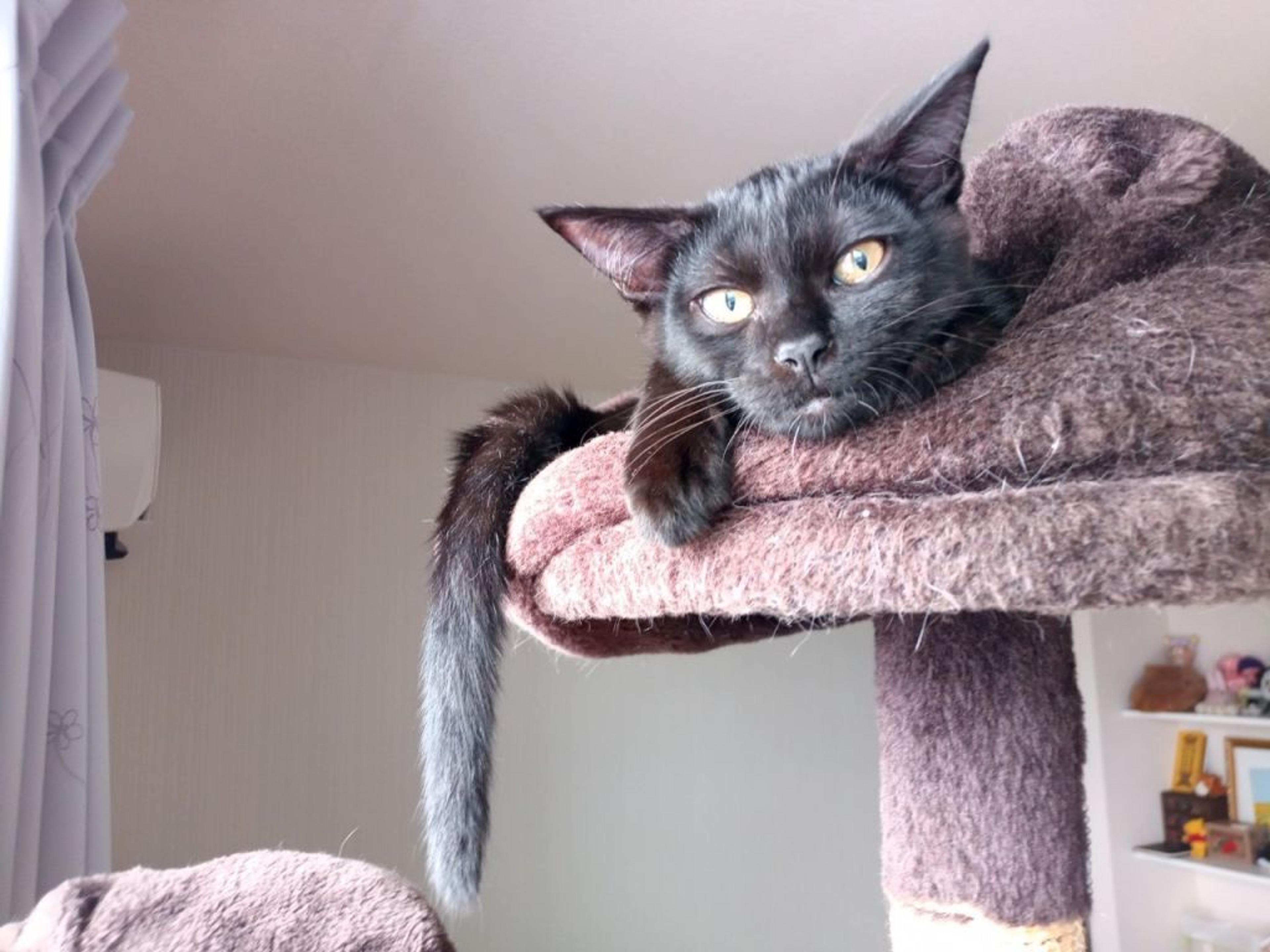 pet-image-2