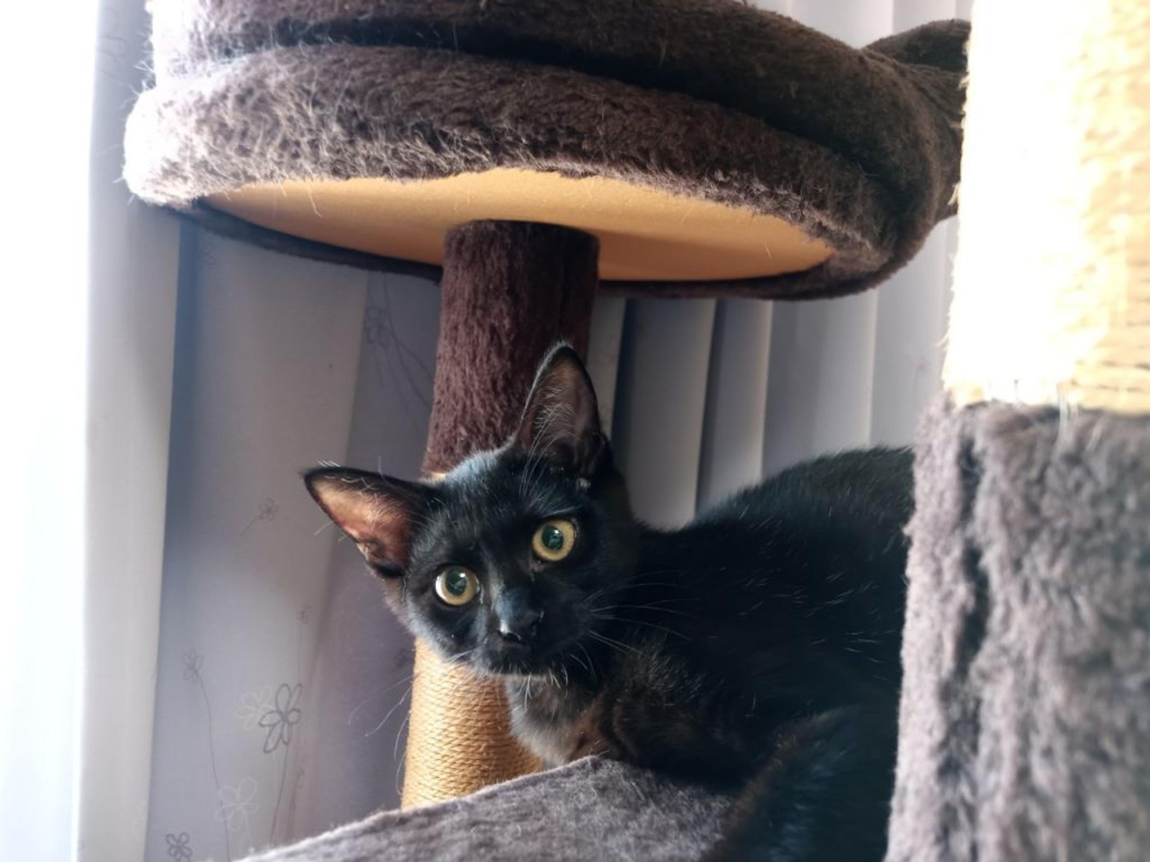 pet-image-4