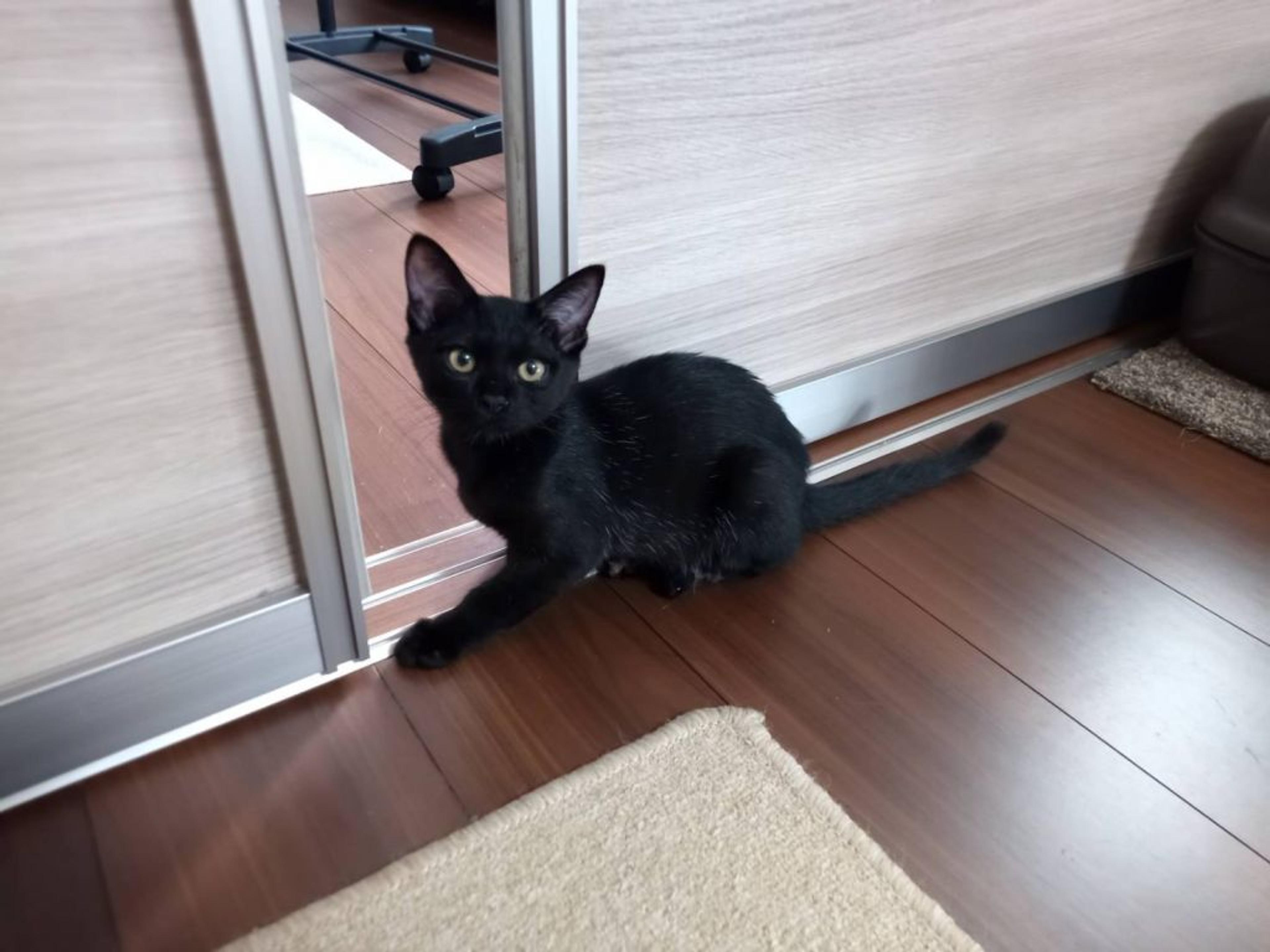 pet-image-5