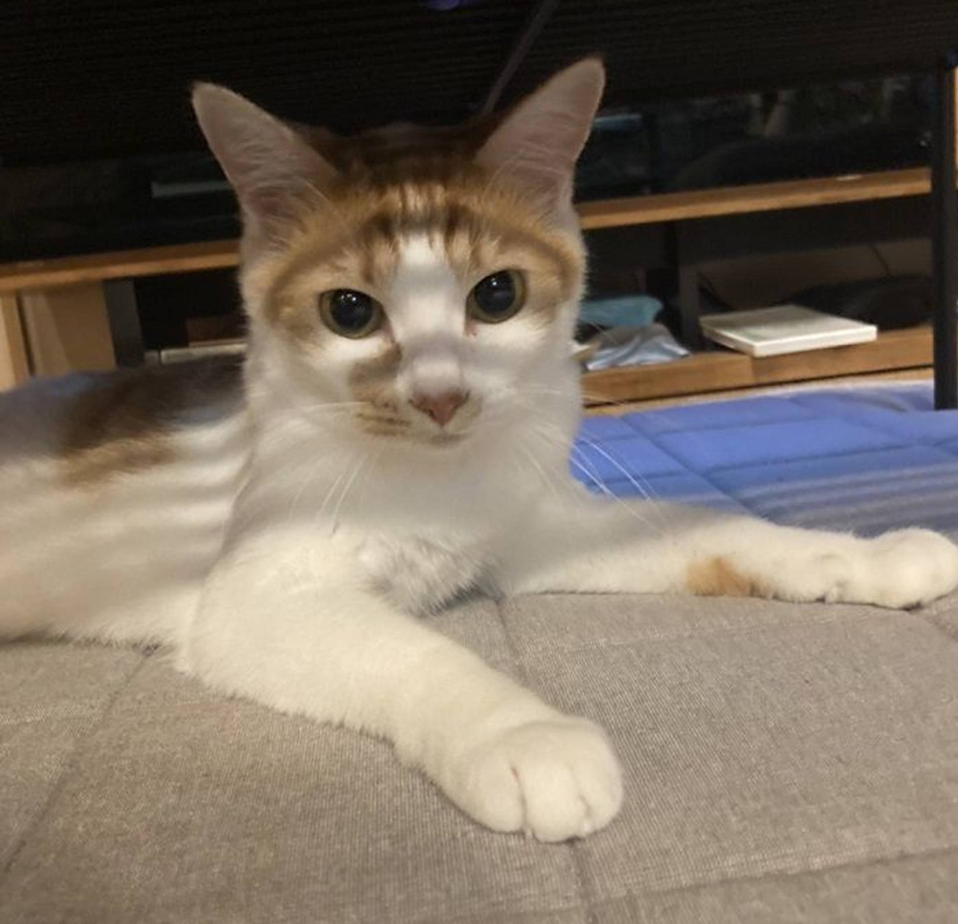雑種（ミックス猫）・メスの里親募集の写真