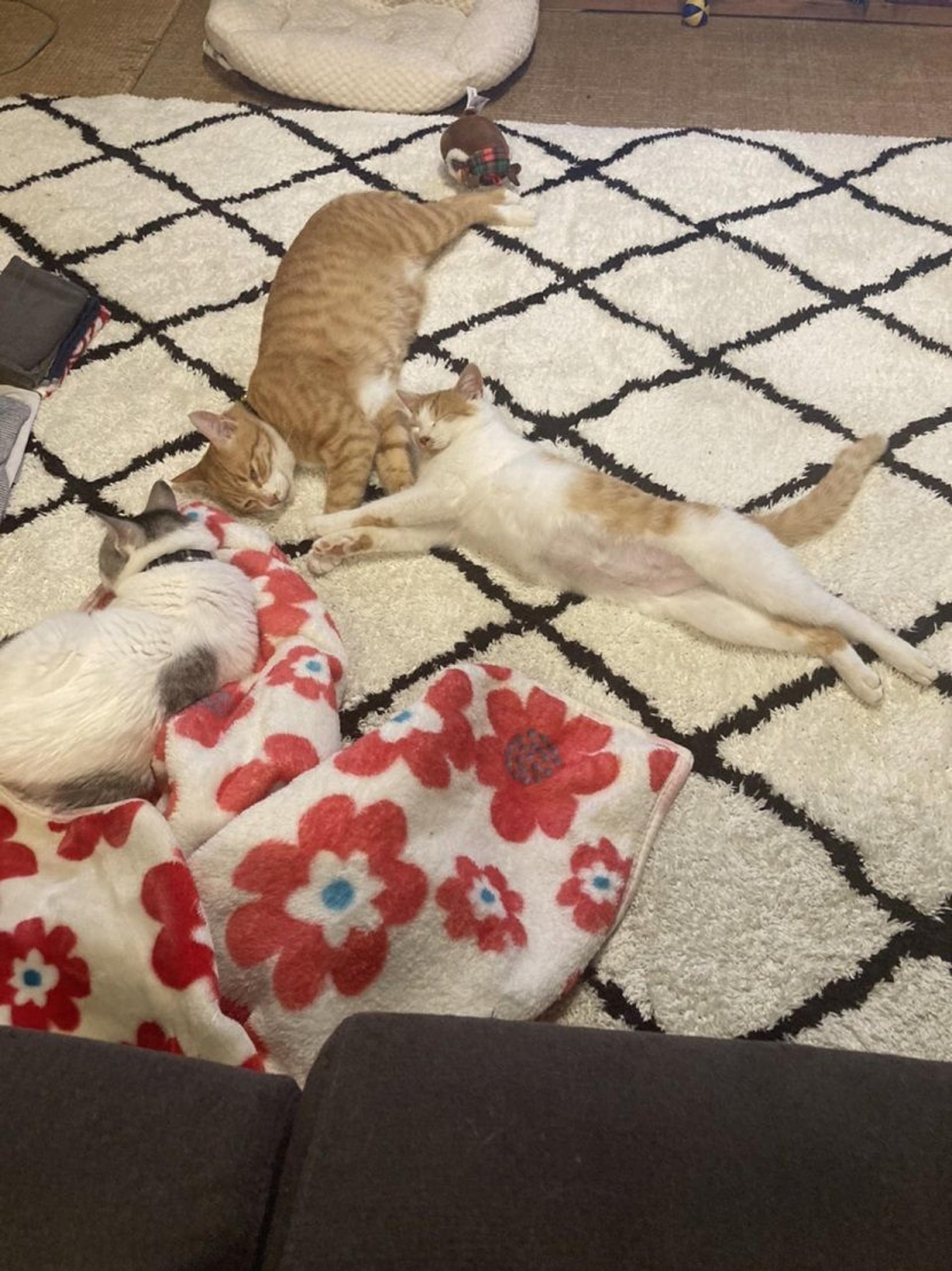 pet-image-2