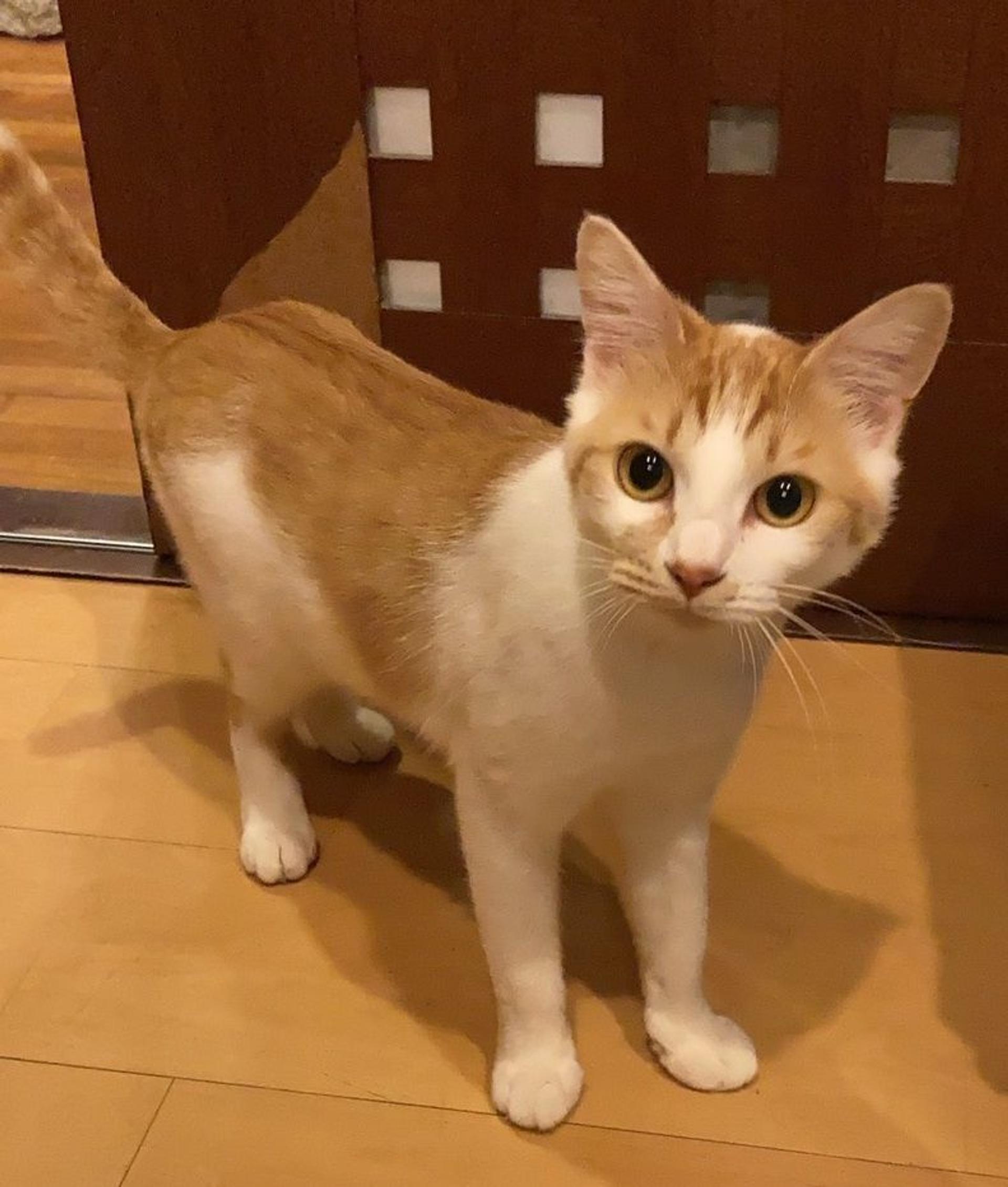 pet-image-3