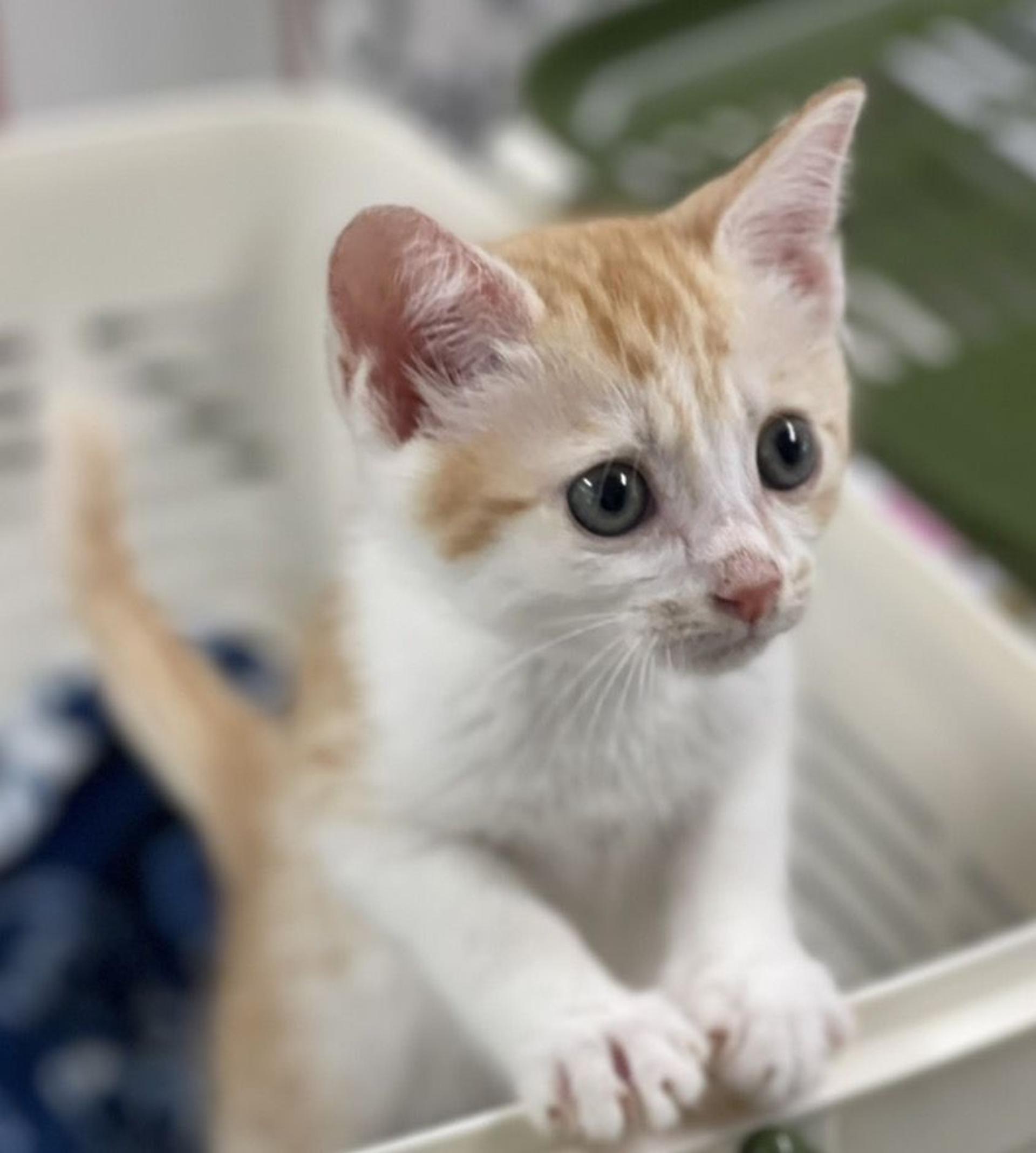 pet-image-4