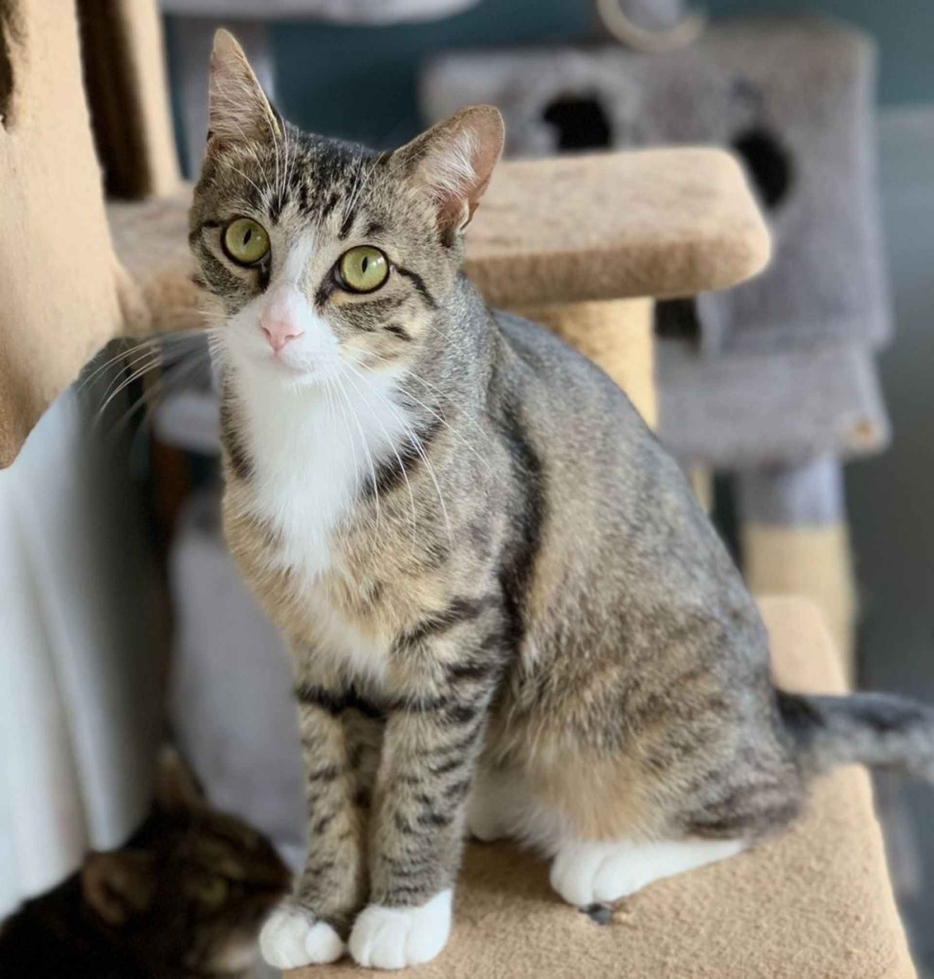 雑種（ミックス猫）・オスの里親募集の写真