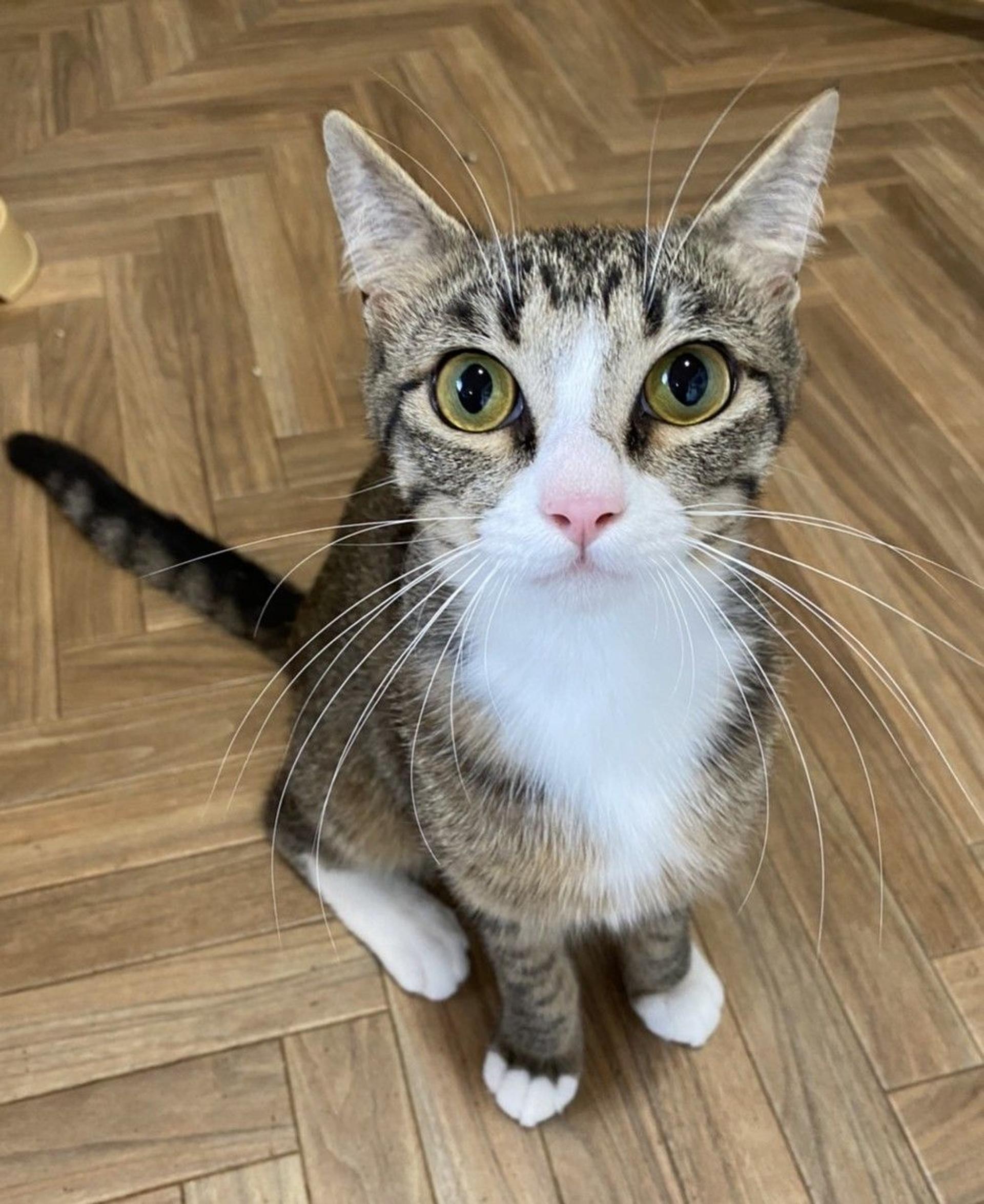 pet-image-2