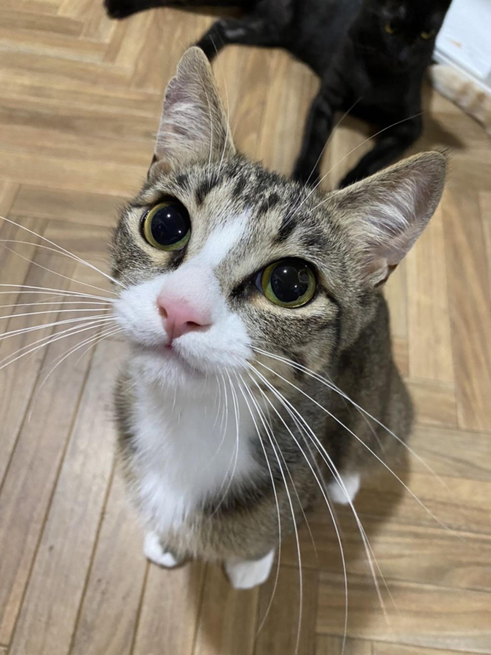 pet-image-3