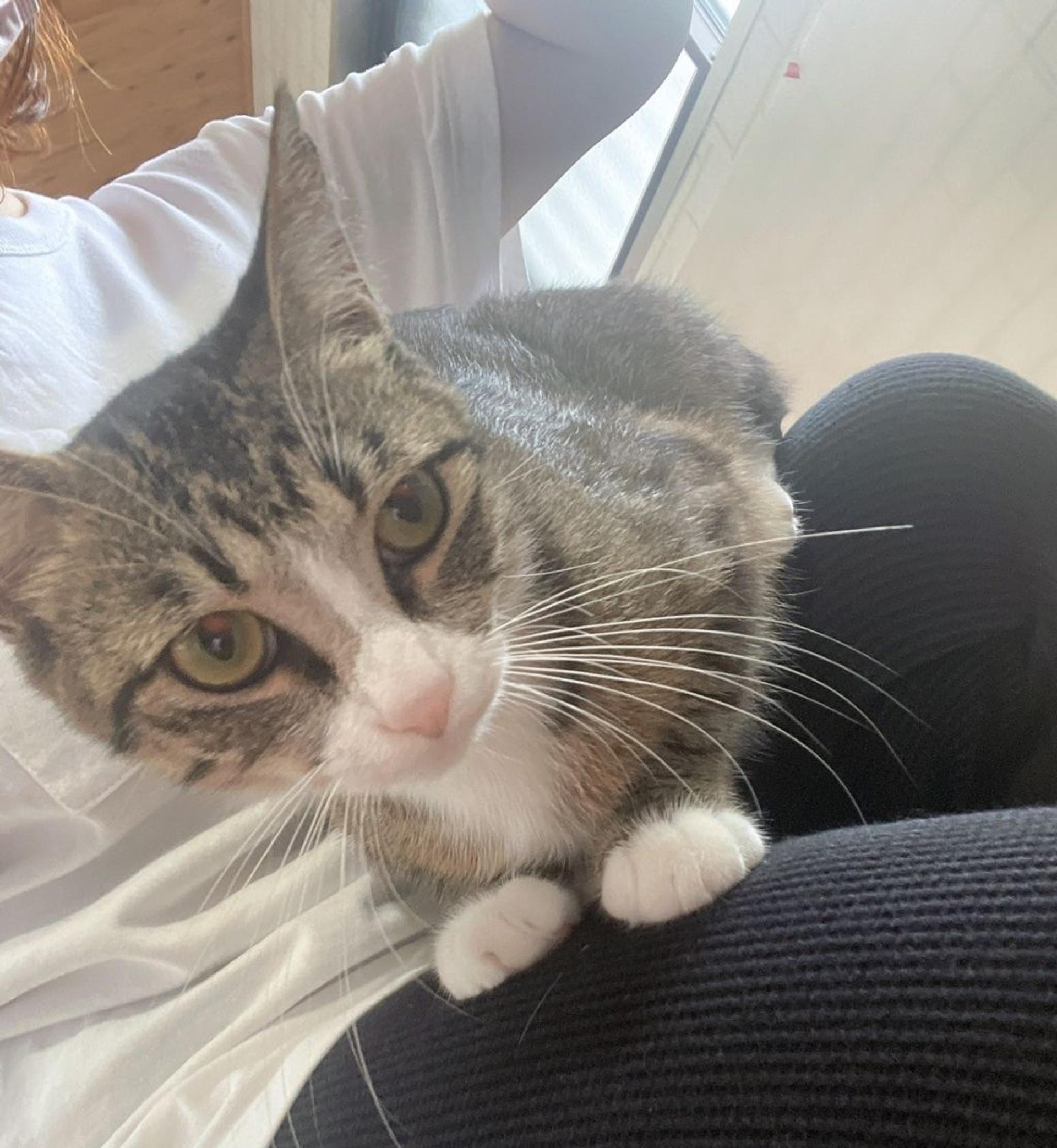 pet-image-5