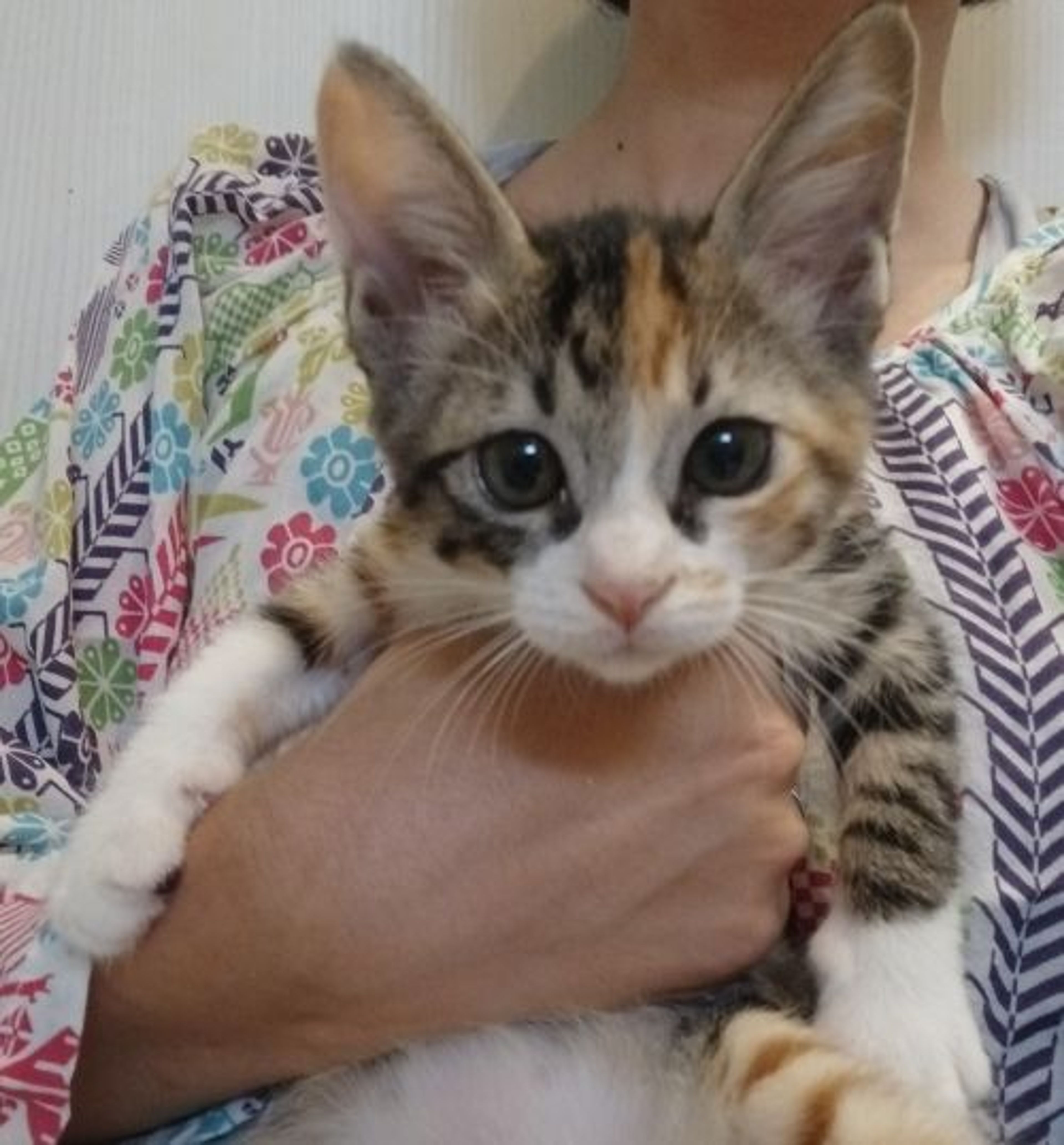 雑種（ミックス猫）・メスの里親募集の写真