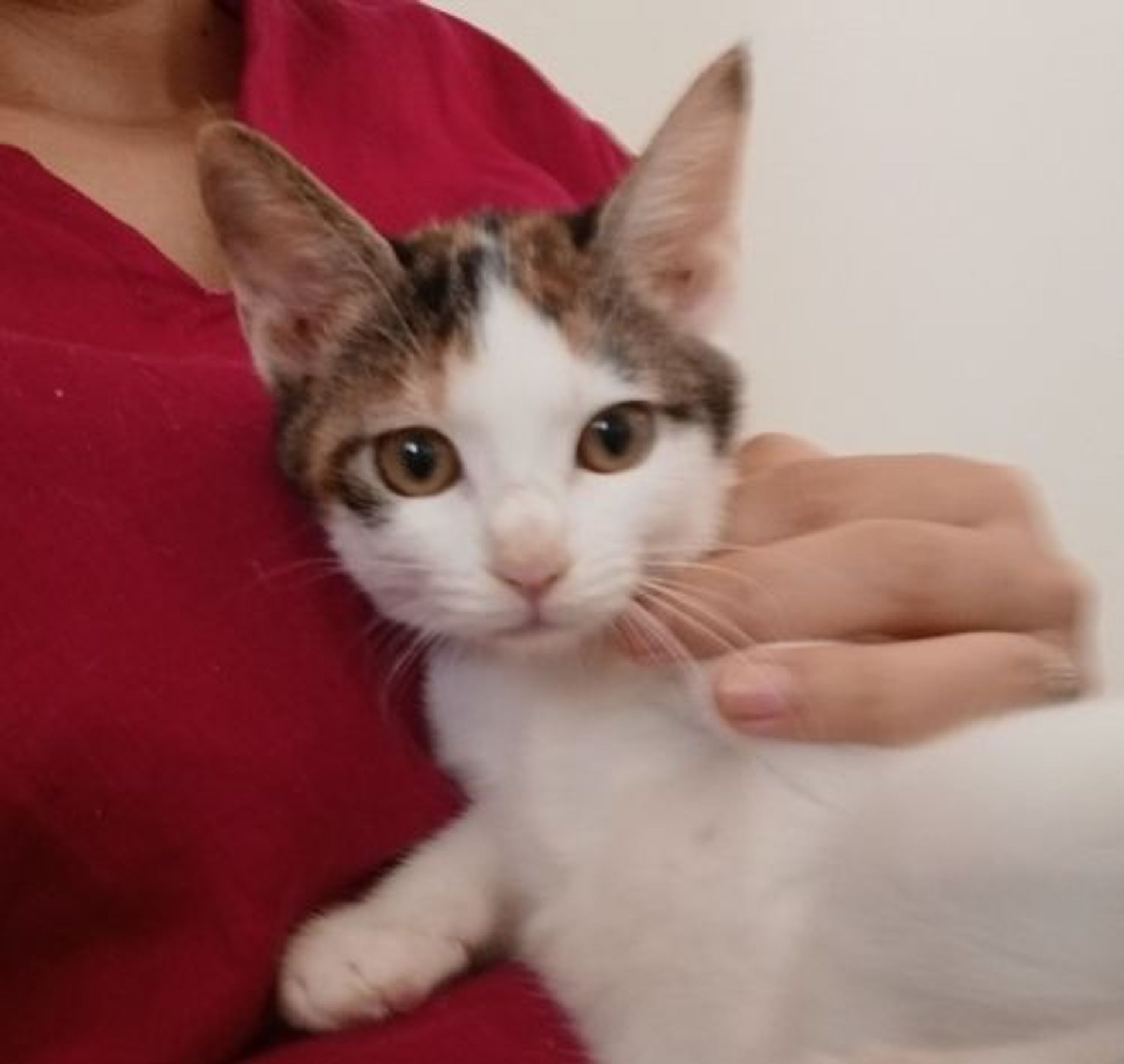 雑種（ミックス猫）・メスの里親募集の写真