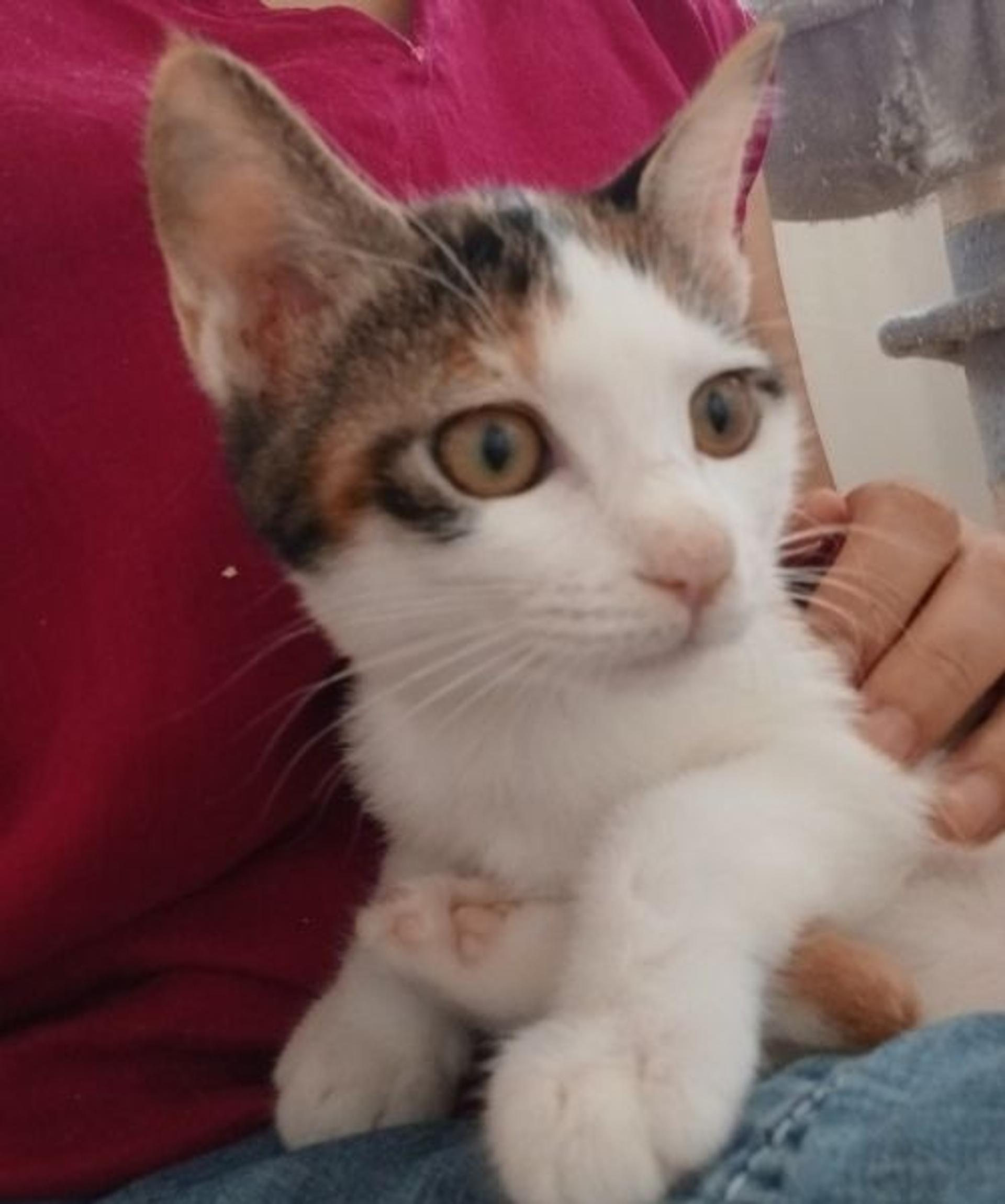 pet-image-2
