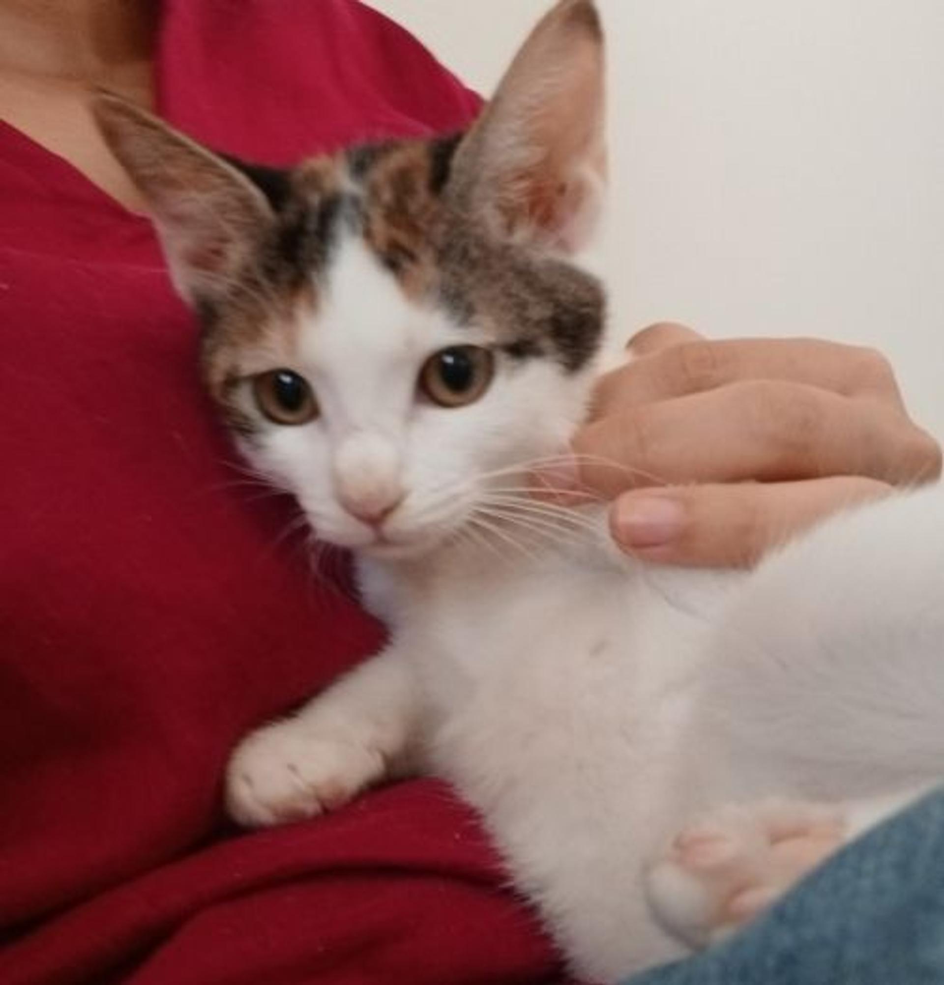 pet-image-4
