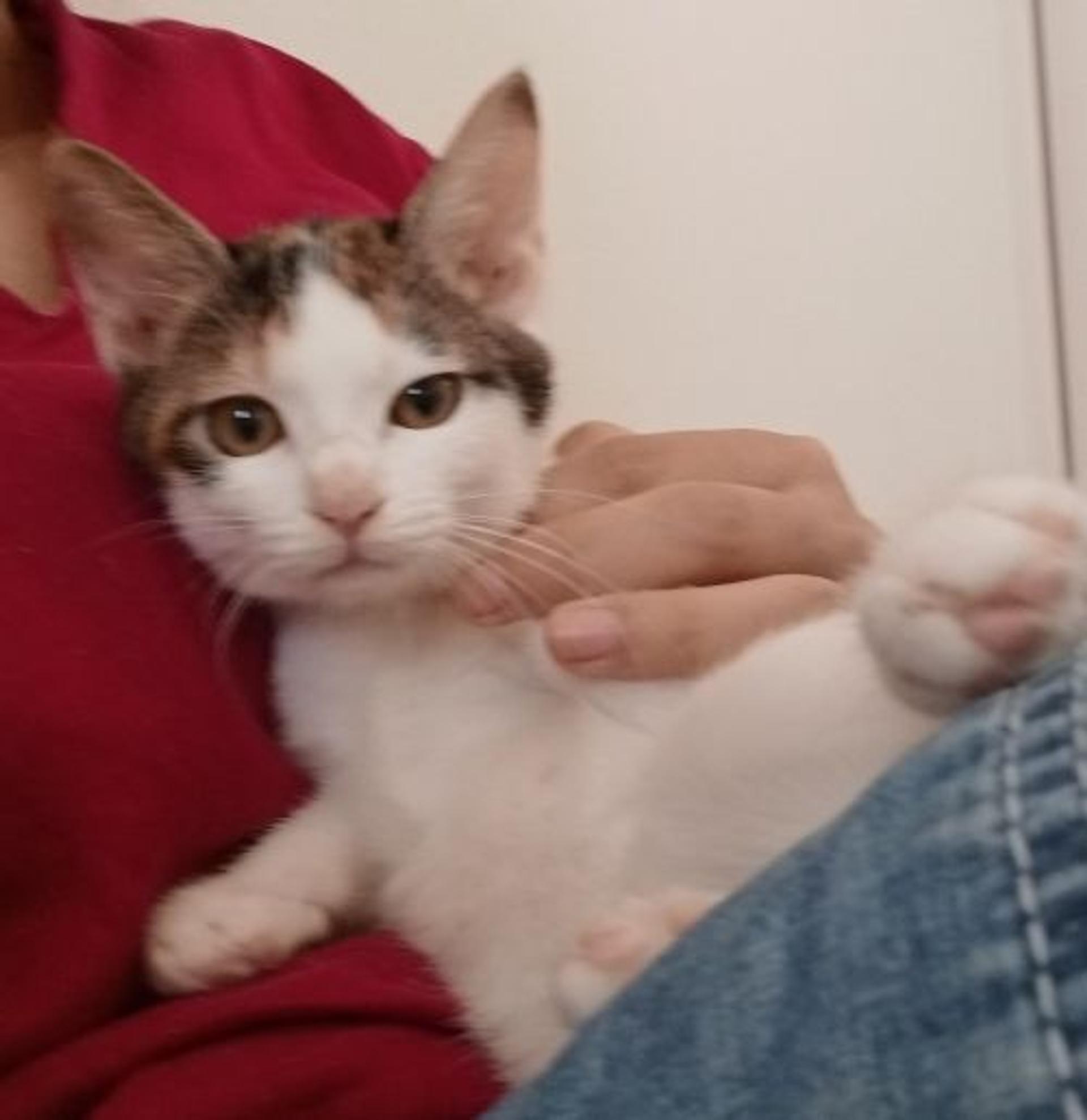 pet-image-5