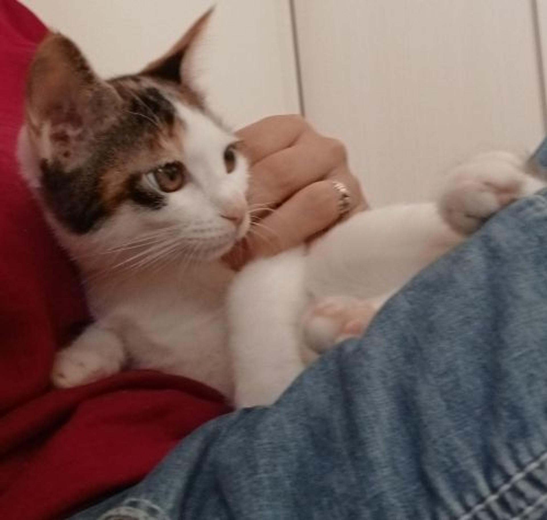 pet-image-6