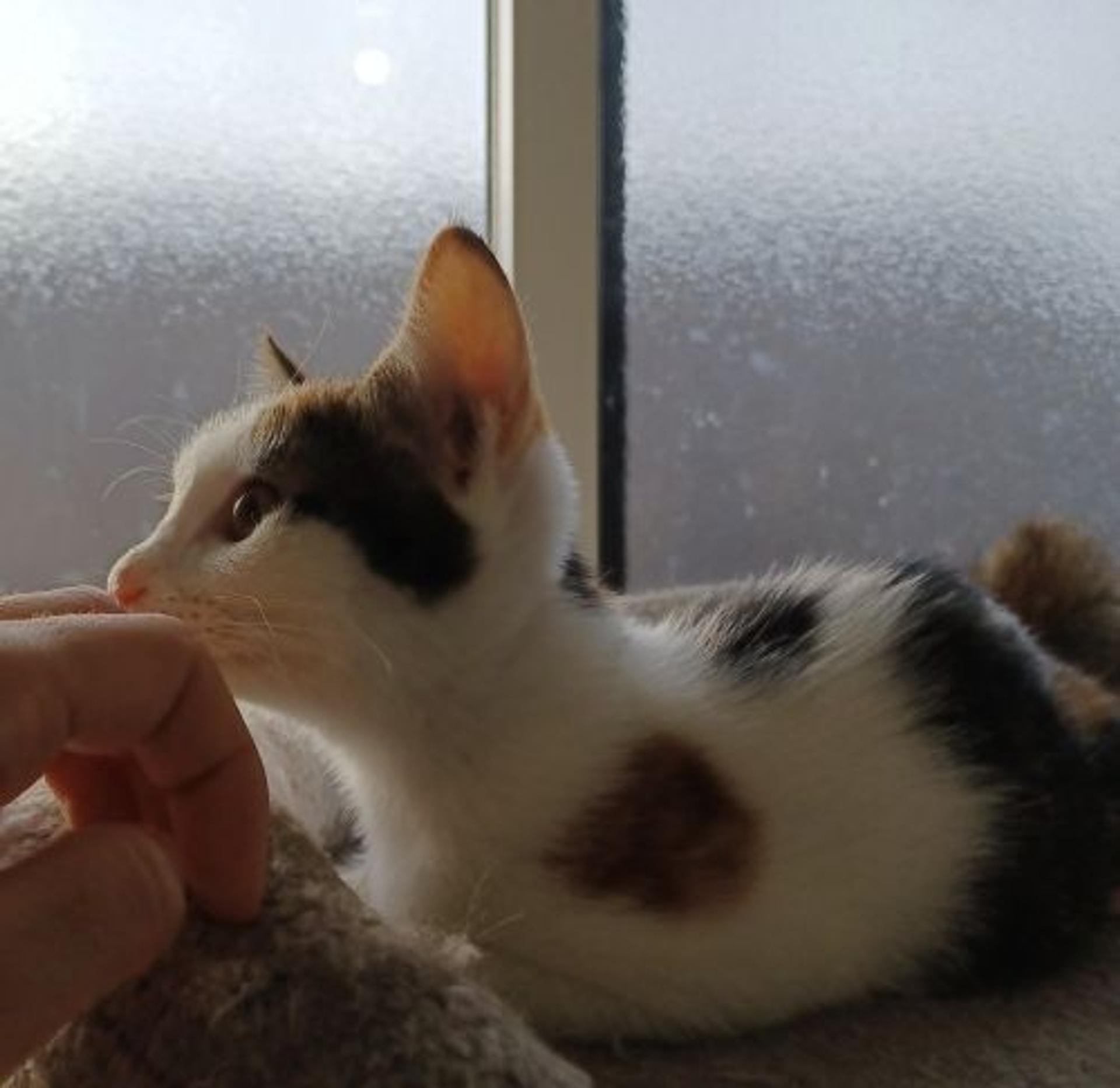 pet-image-9