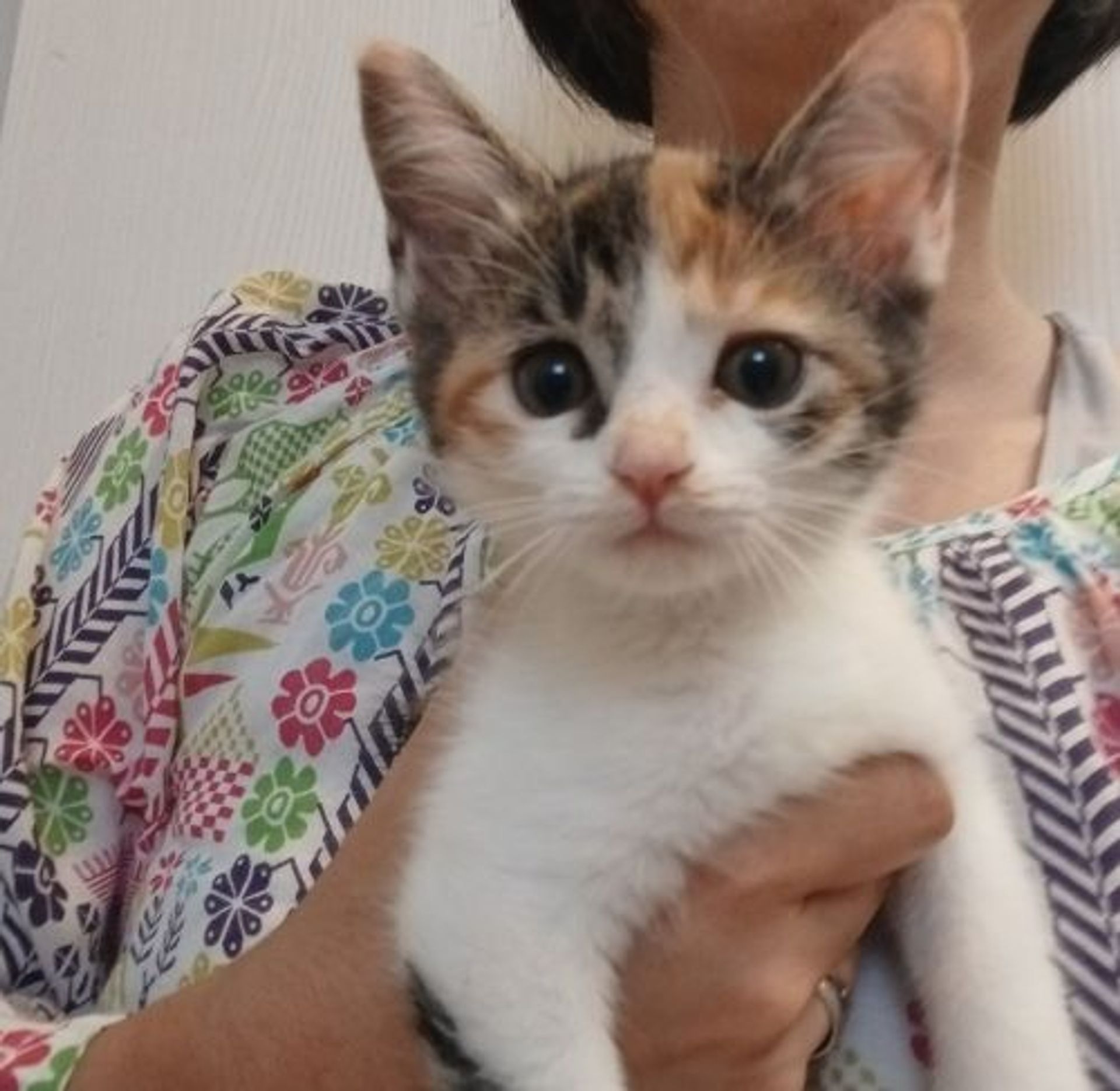 雑種（ミックス猫）・メスの里親募集の写真