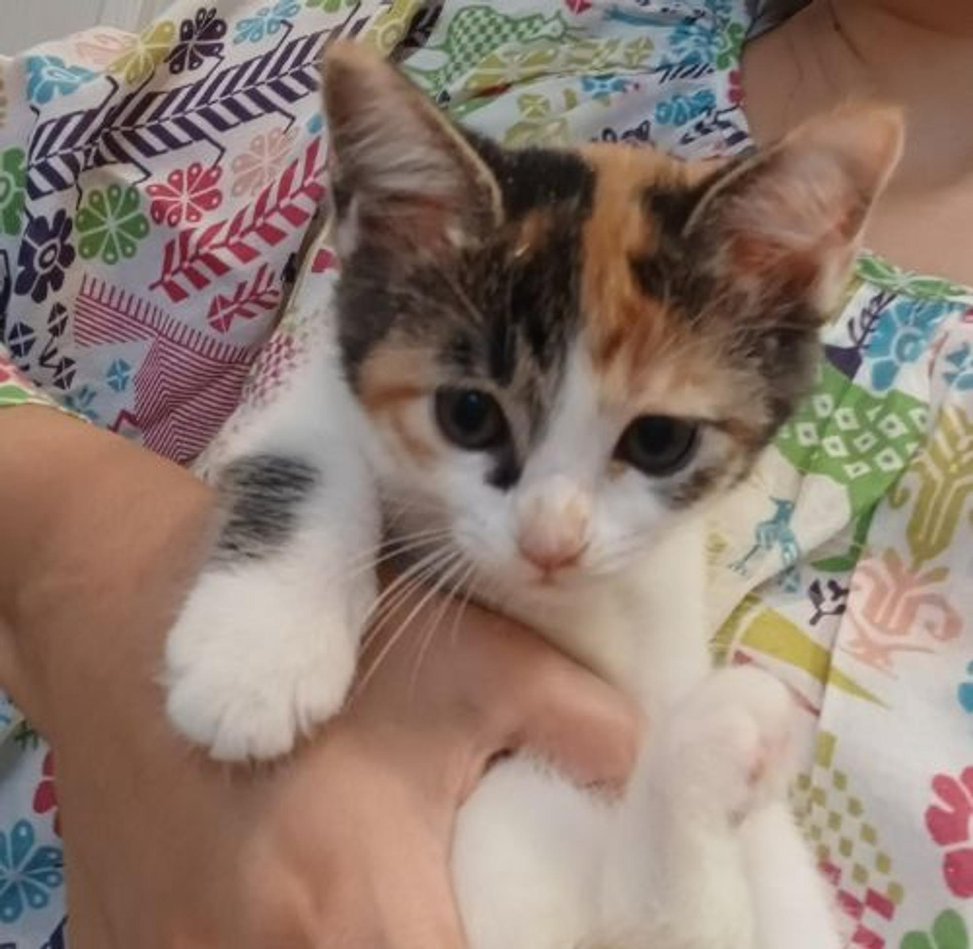 pet-image-3