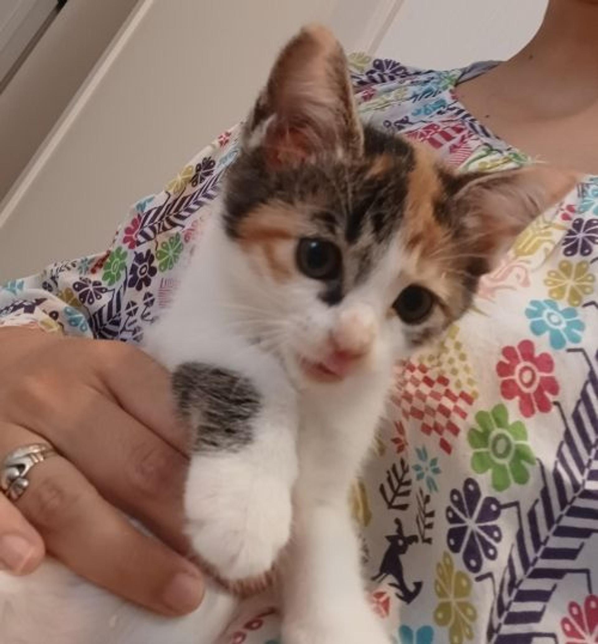 pet-image-4