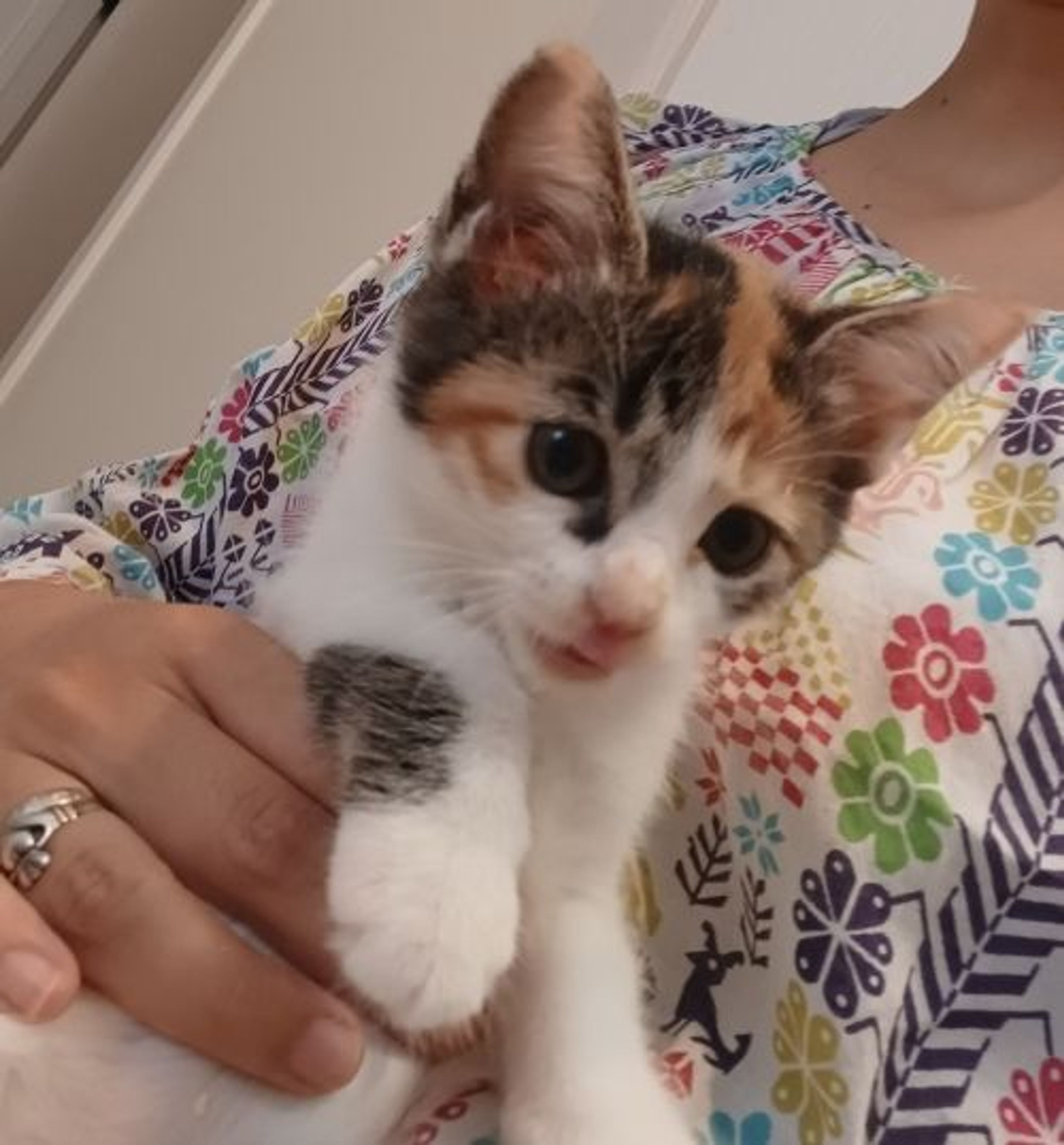 pet-image-4