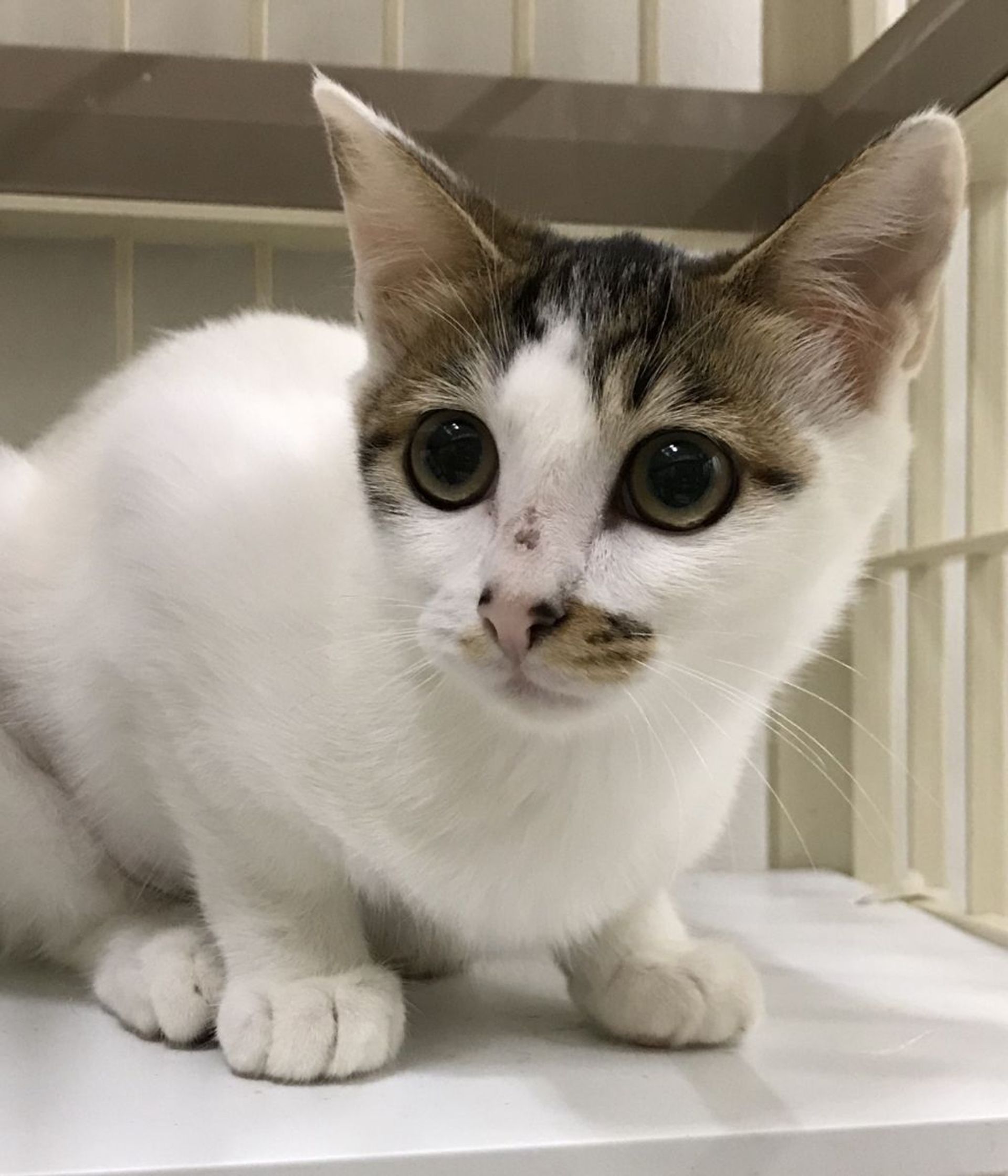 雑種（ミックス猫）・メスの里親募集の写真