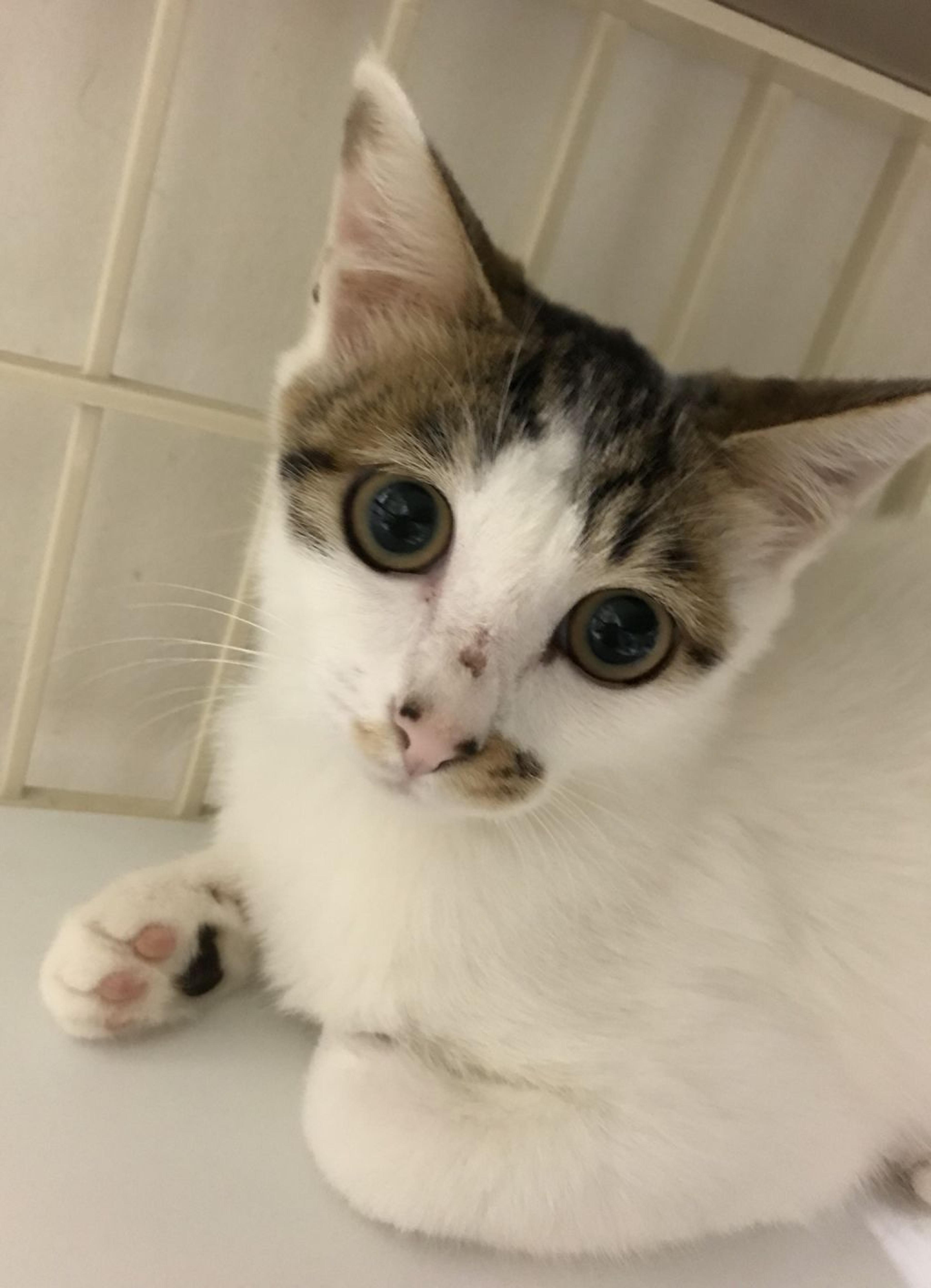 pet-image-2