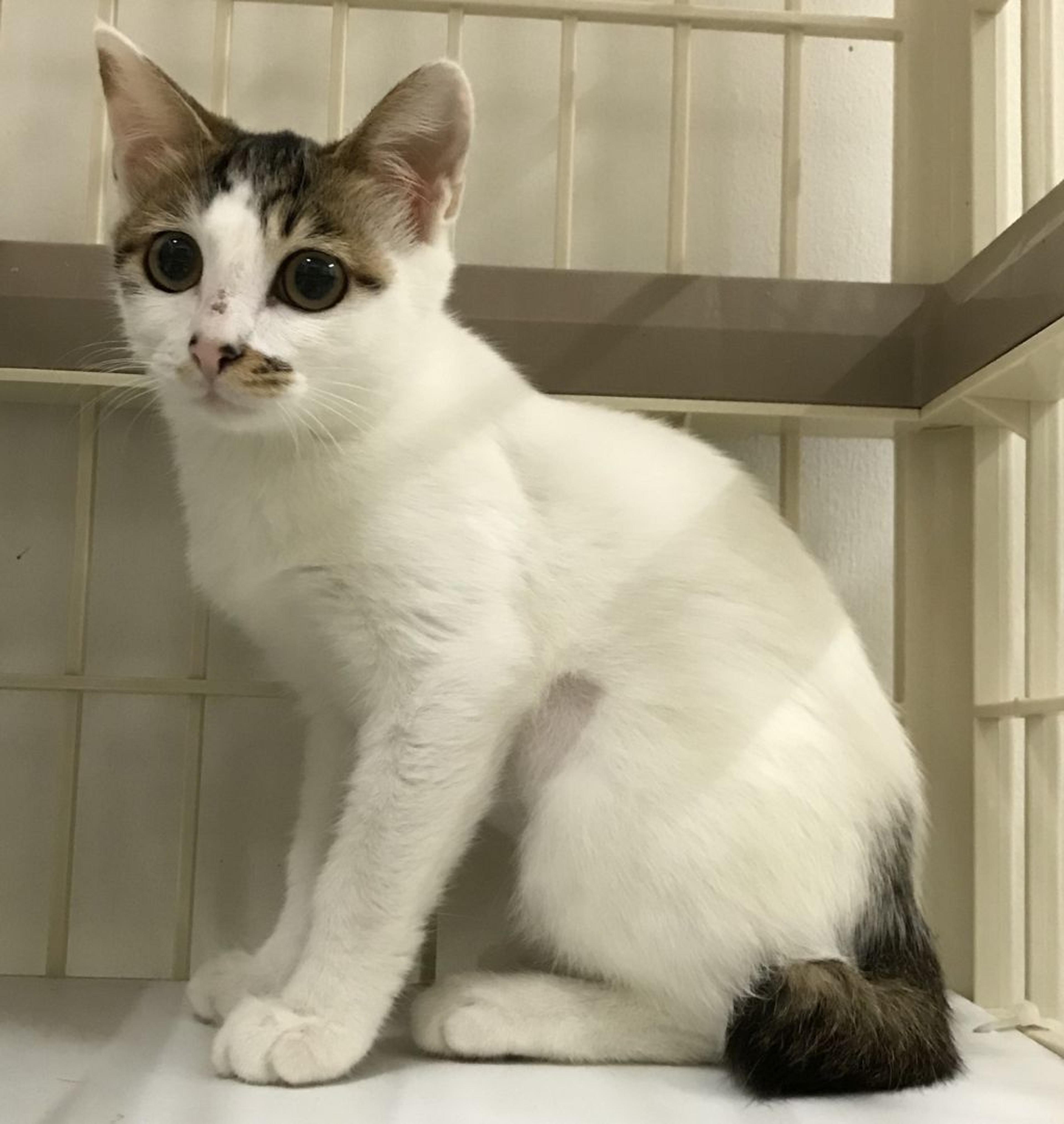 pet-image-3
