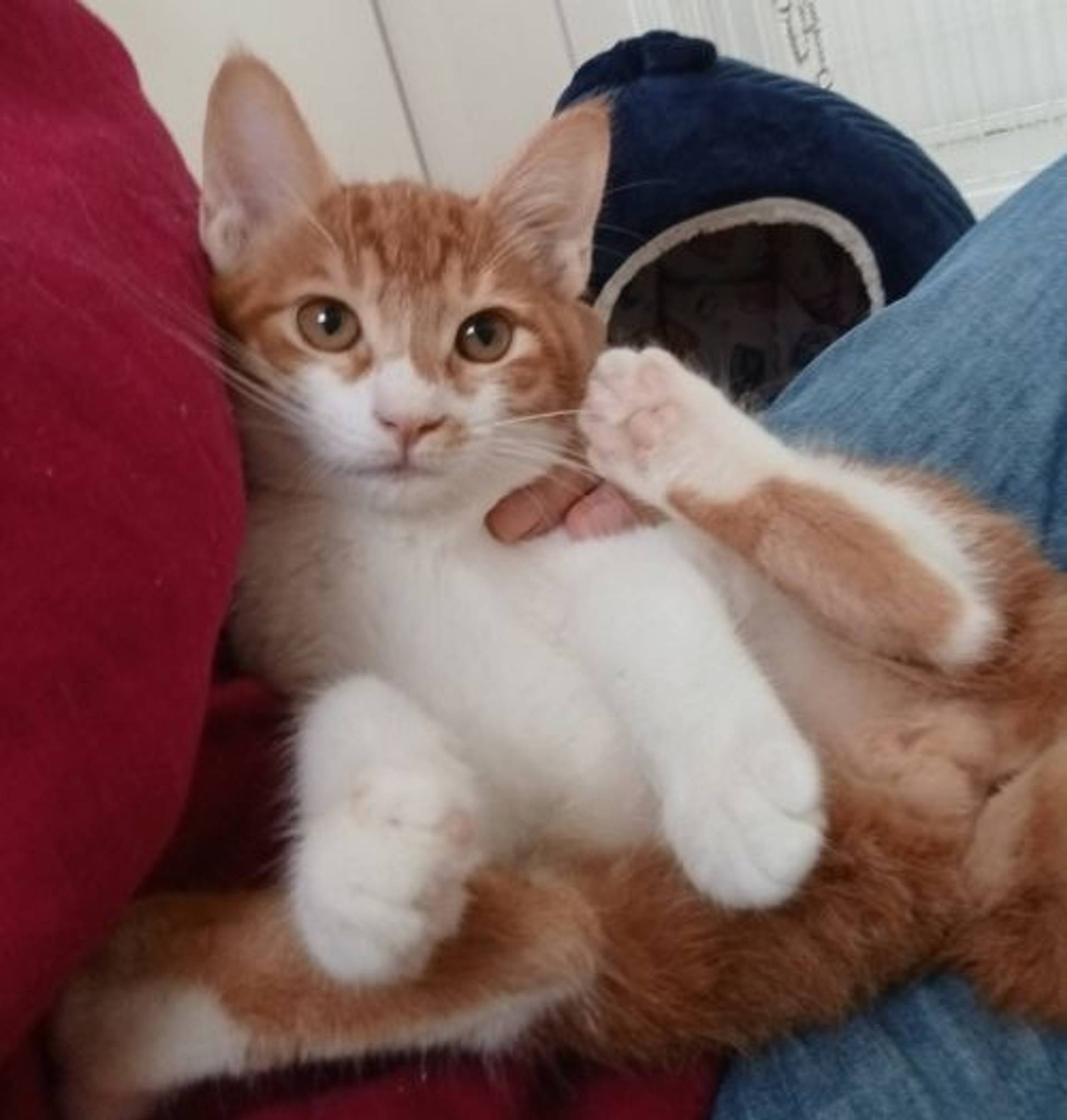 雑種（ミックス猫）・オスの里親募集の写真