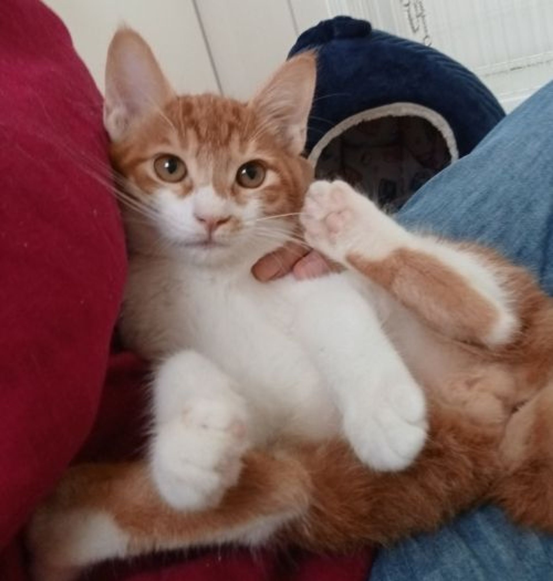 雑種（ミックス猫）・オスの里親募集の写真