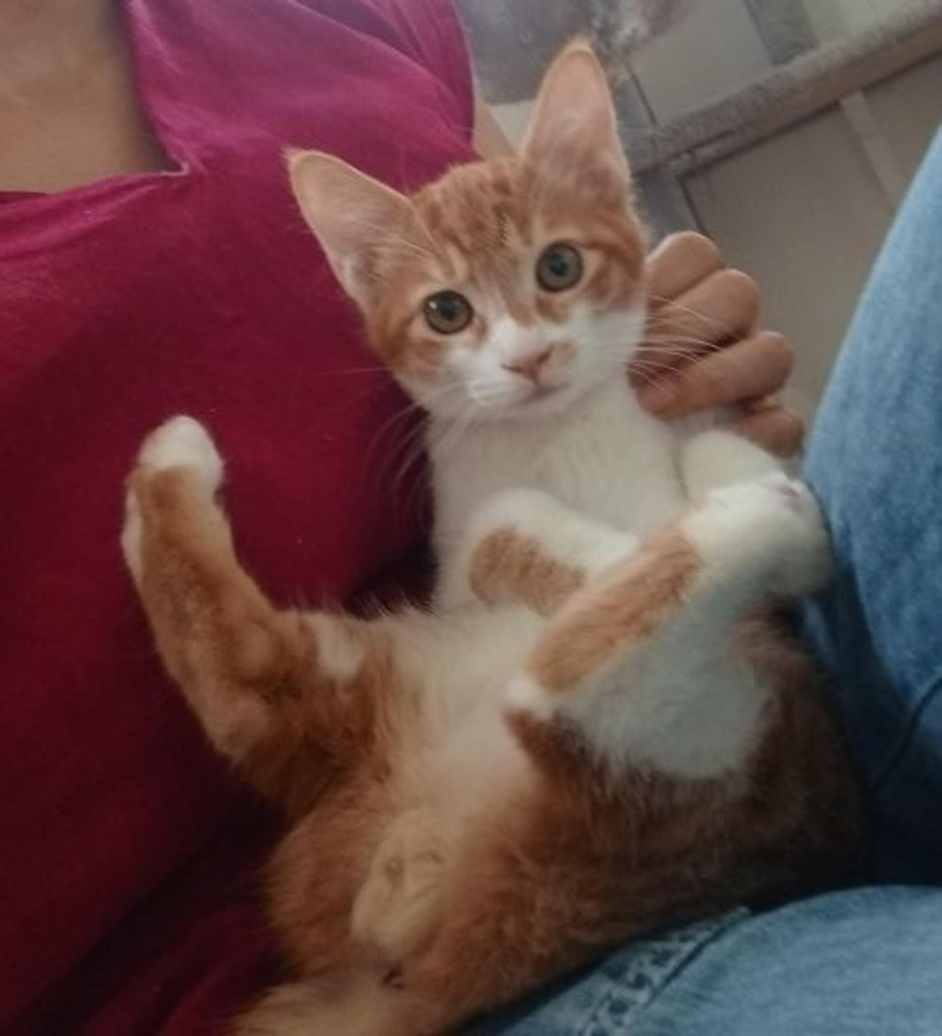 pet-image-4